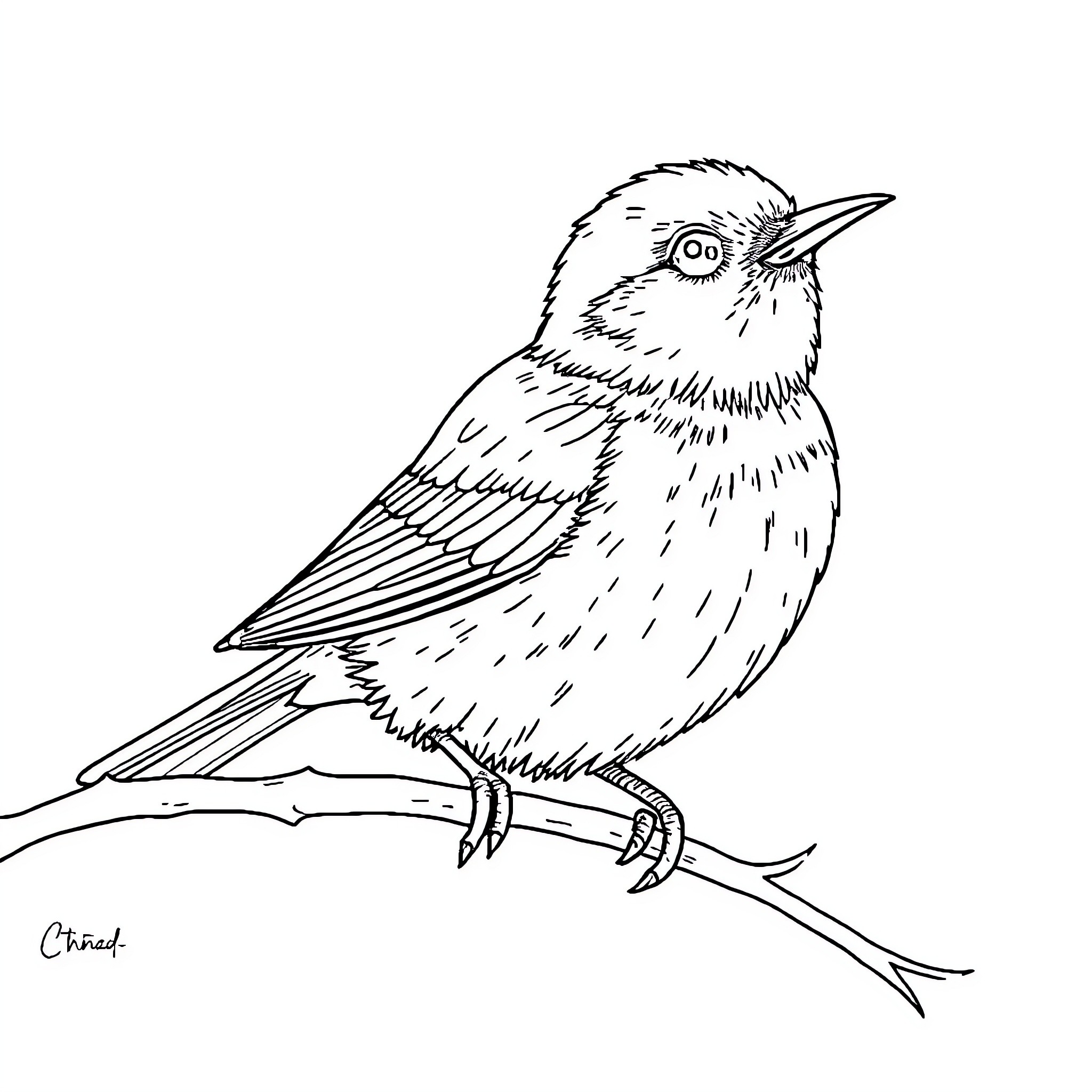 Bird perched on a branch Coloring Page (free black-and-white line drawing printable PDF for all, from beginners to advanced learners, including children, teens, adults, and seniors)