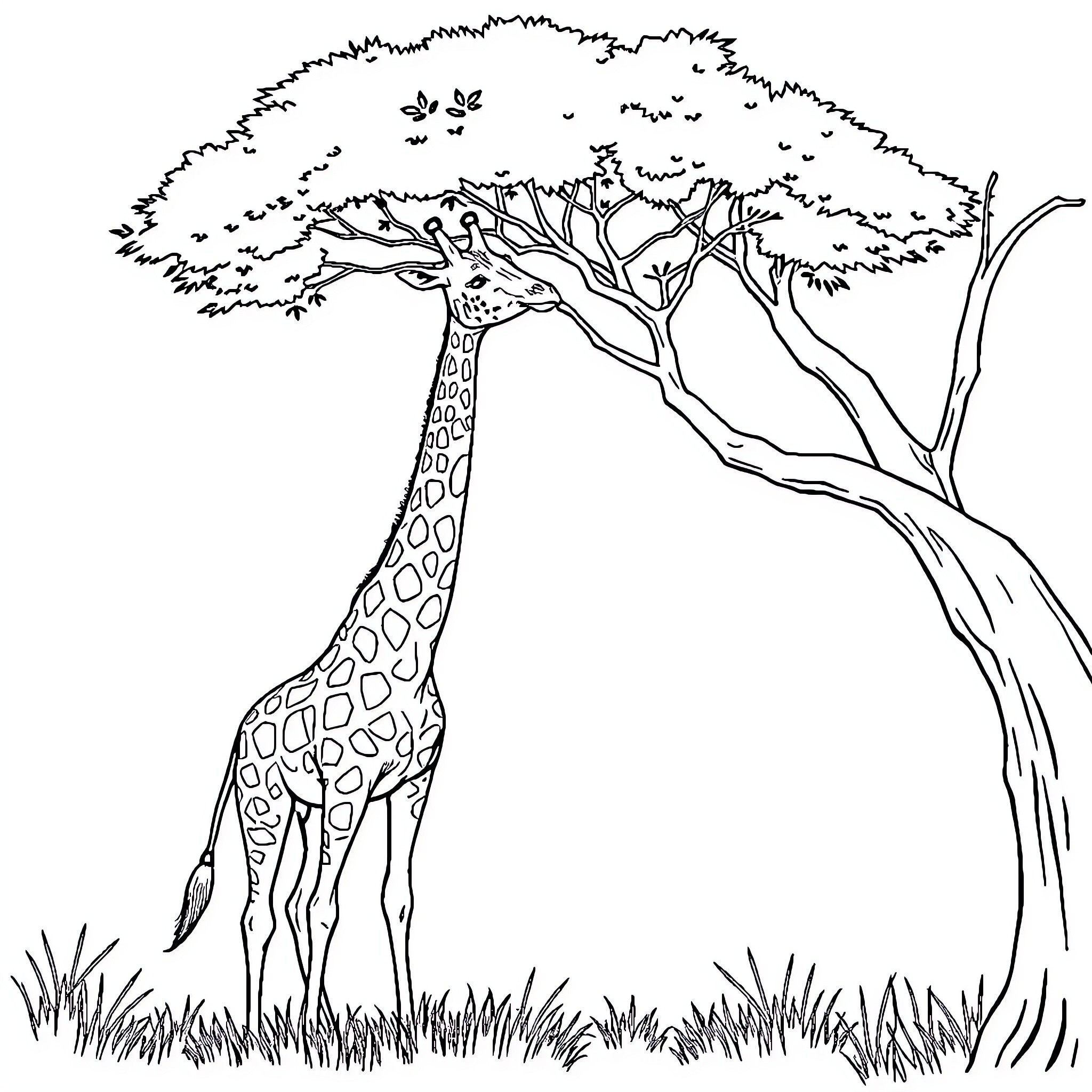 Giraffe standing tall under a flourishing tree Coloring Page (free black-and-white line drawing printable PDF for all, from beginners to advanced learners, including children, teens, adults, and seniors)