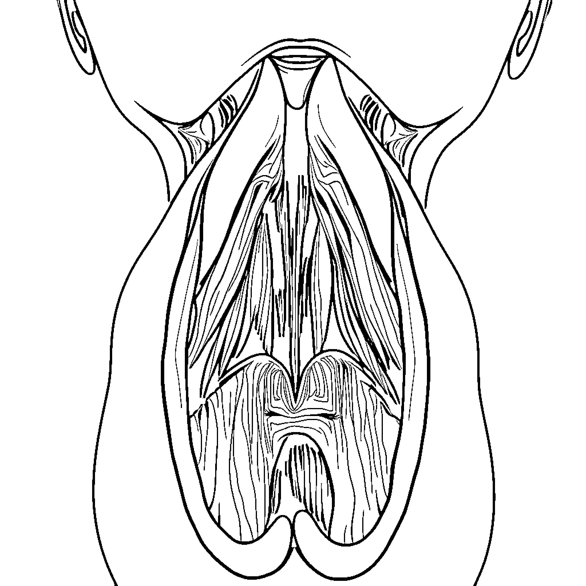 Larynx anatomy illustration Coloring Page (free black-and-white line drawing printable PDF for all, from beginners to advanced learners, including children, teens, adults, and seniors)