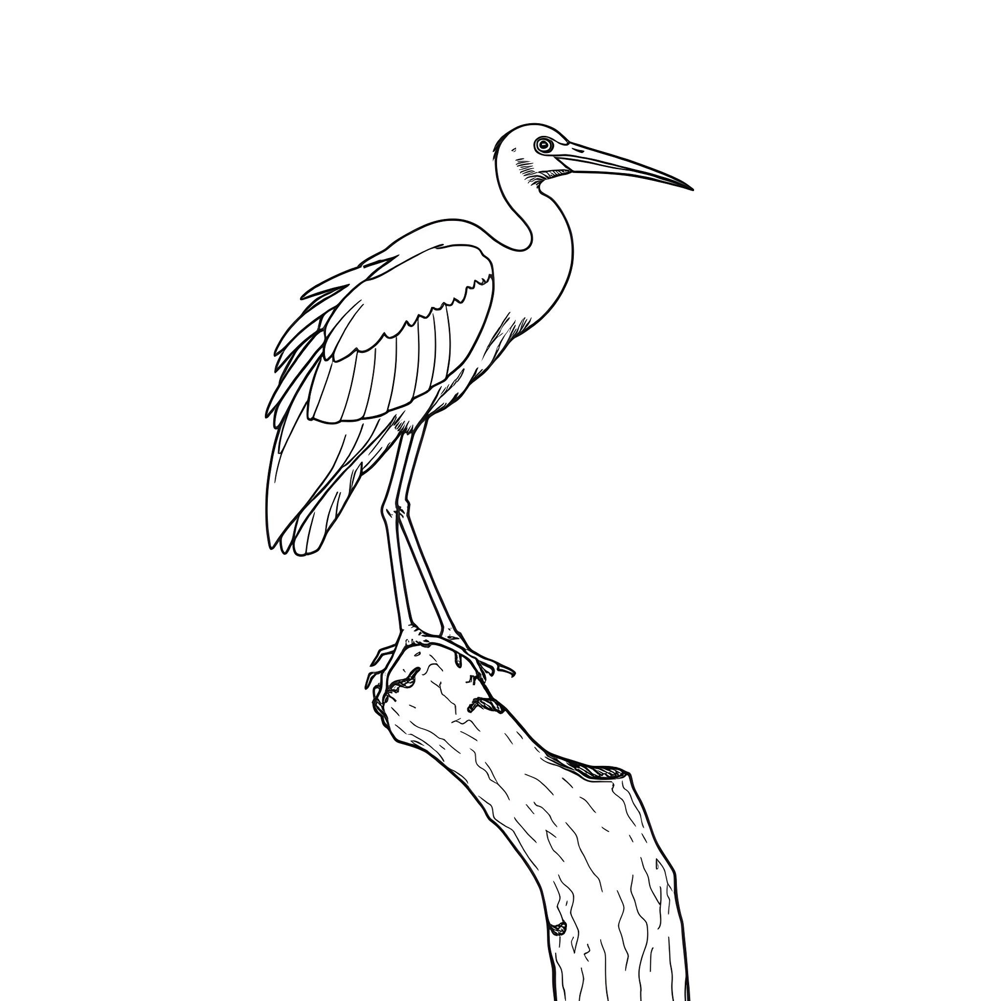 Ibis perched on a branch Coloring Page (free black-and-white line drawing printable PDF for all, from beginners to advanced learners, including children, teens, adults, and seniors)