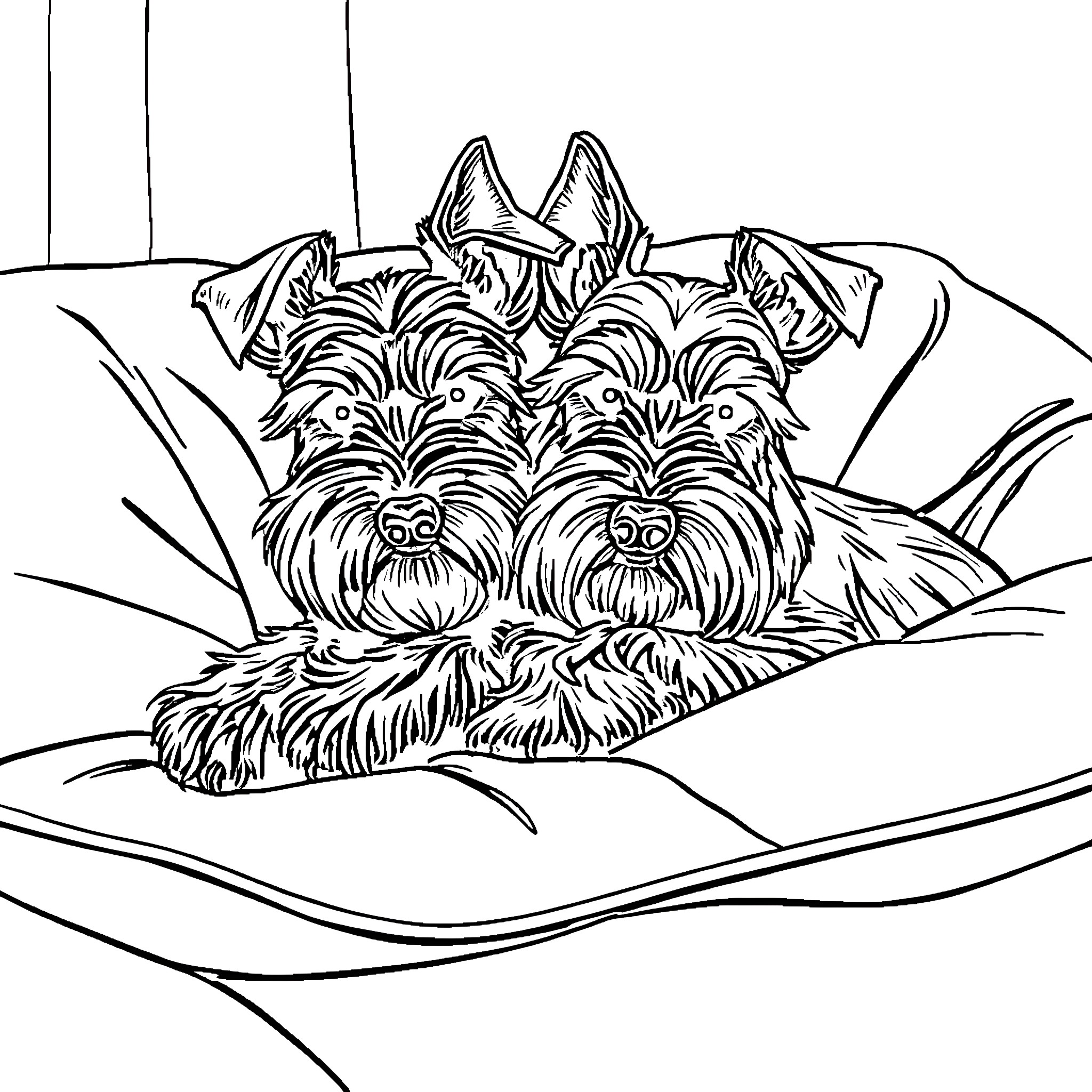 Schnauzer dogs resting comfortably on a couch Coloring Page (free black-and-white line drawing printable PDF for all, from beginners to advanced learners, including children, teens, adults, and seniors)