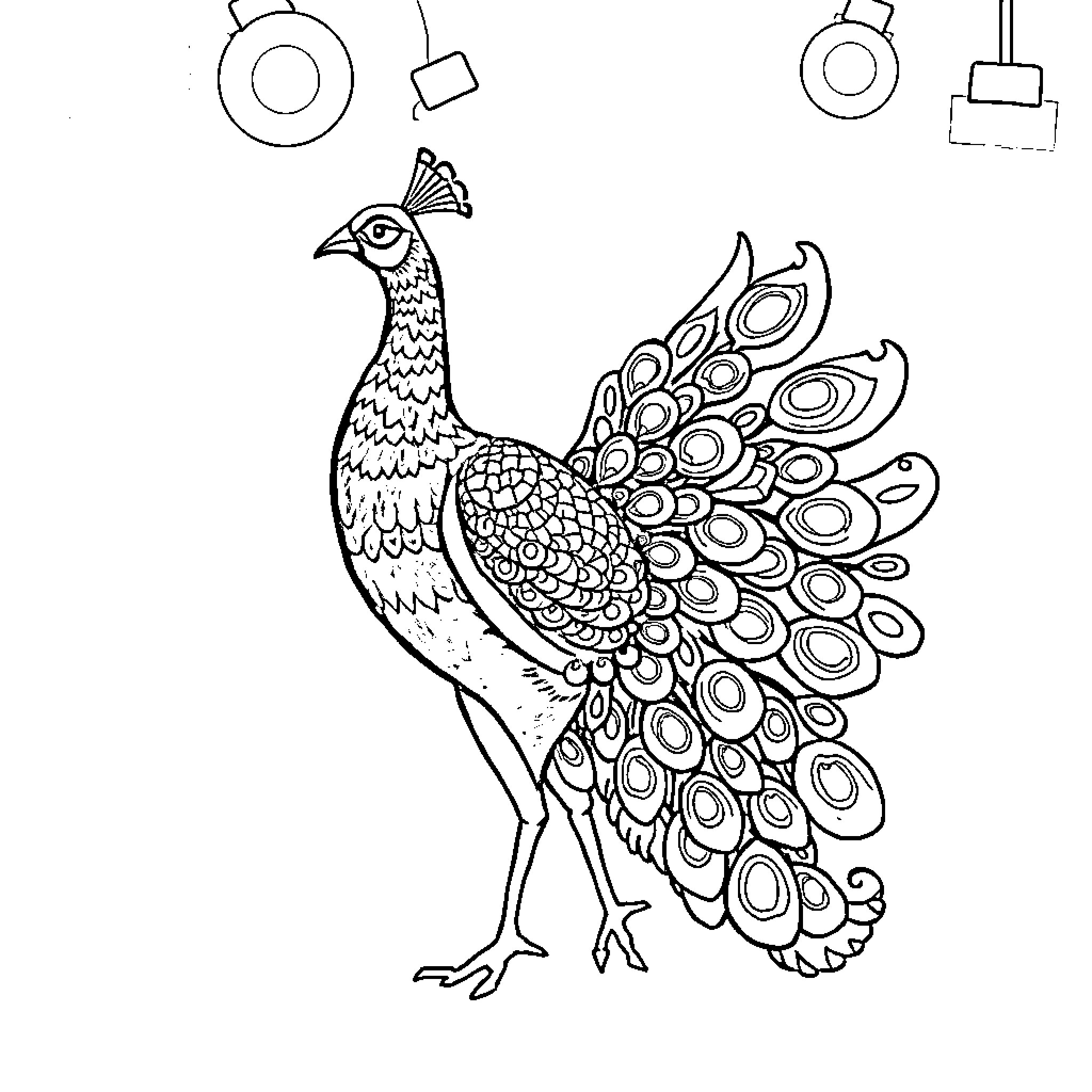 Peacock displaying its vibrant feathers Coloring Page (free black-and-white line drawing printable PDF for all, from beginners to advanced learners, including children, teens, adults, and seniors)