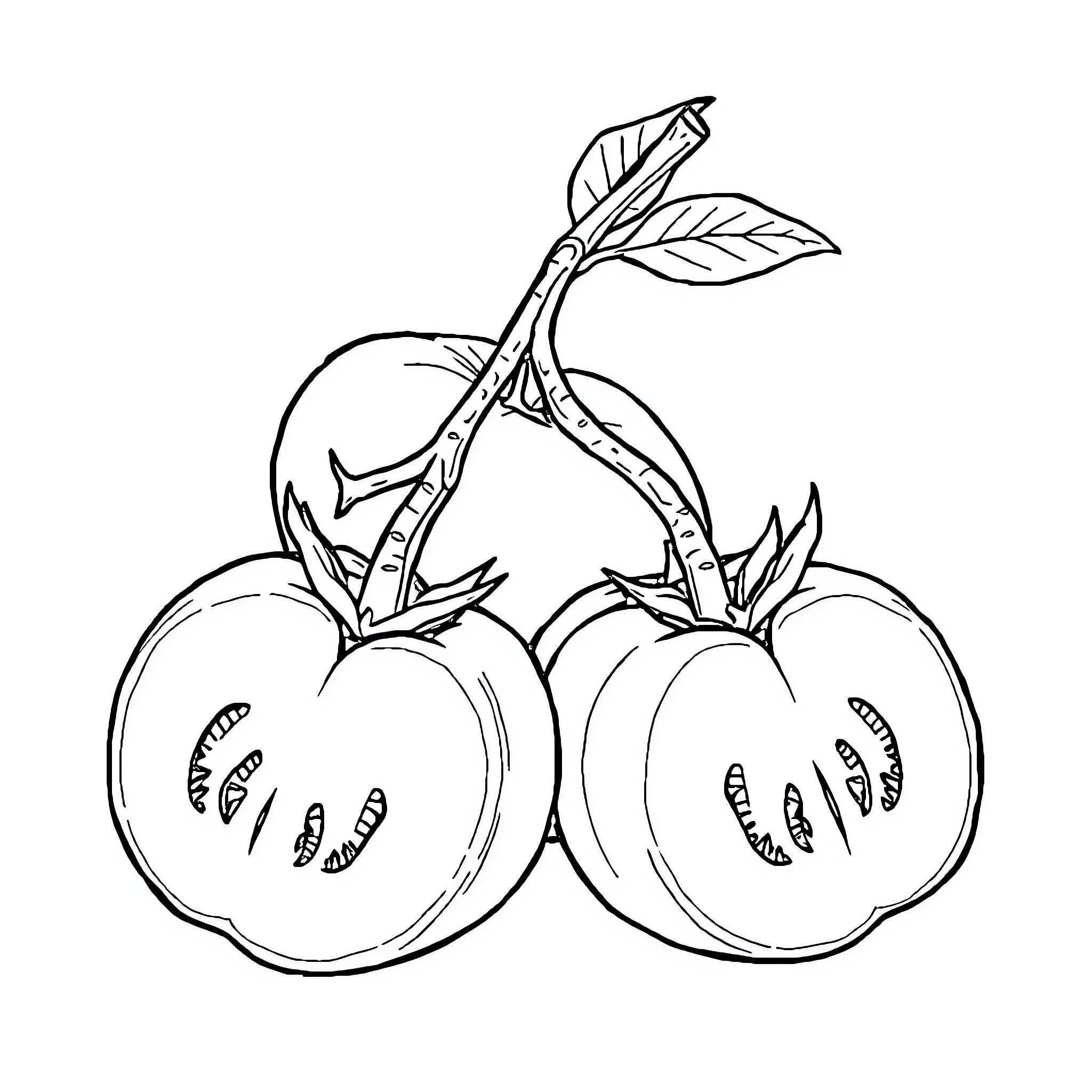 Tomato Trio Forming a Bouquet Coloring Page (free black-and-white line drawing printable PDF for all, from beginners to advanced learners, including children, teens, adults, and seniors)