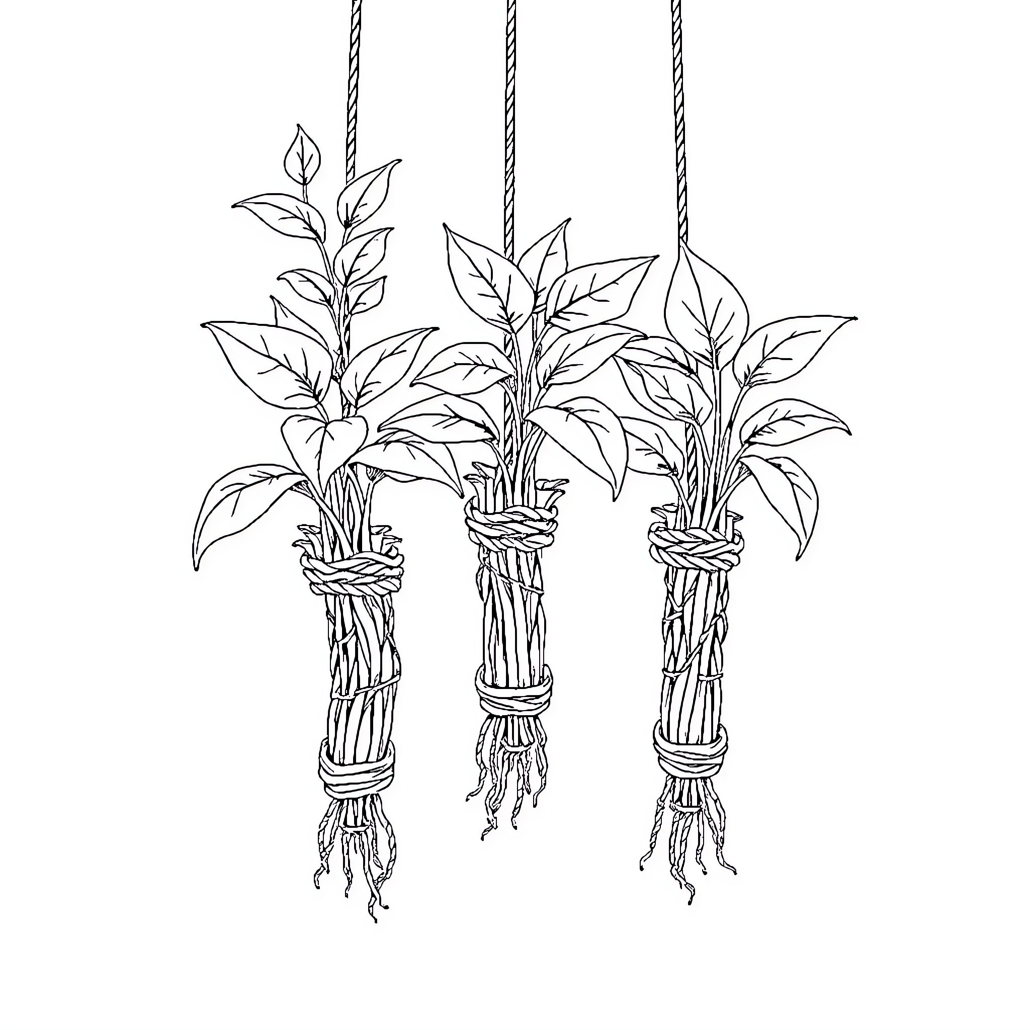 Shibari Plant - Hanging Botanical Sculptures Coloring Page (free black-and-white line drawing printable PDF for all, from beginners to advanced learners, including children, teens, adults, and seniors)