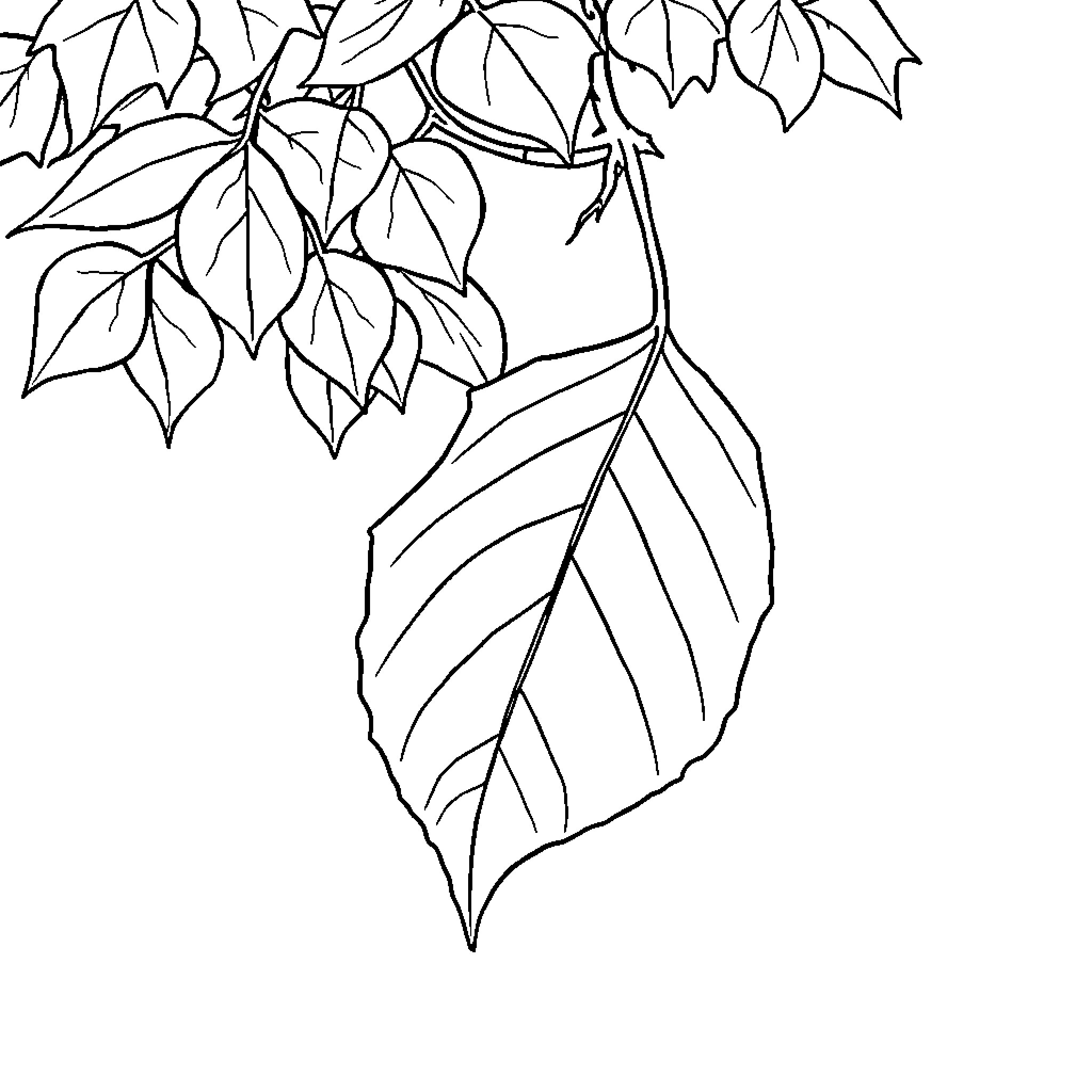 Leaf Branches with Intricate Patterns Coloring Page (free black-and-white line drawing printable PDF for all, from beginners to advanced learners, including children, teens, adults, and seniors)