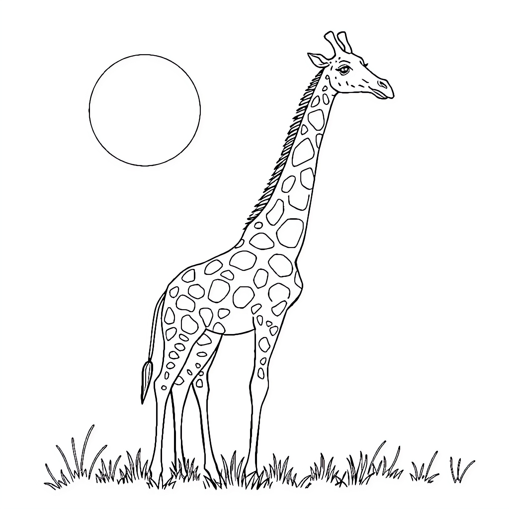 Giraffe standing in grassy field Coloring Page (free black-and-white line drawing printable PDF for all, from beginners to advanced learners, including children, teens, adults, and seniors)