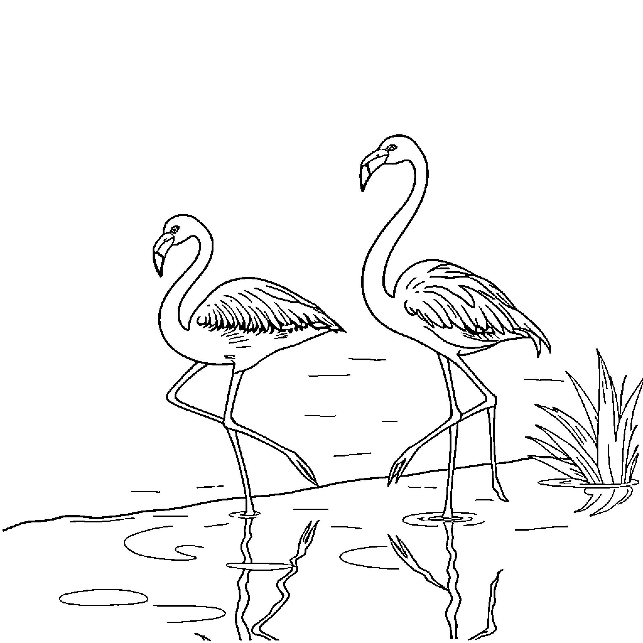 Flamingos wading gracefully in the water Coloring Page (free black-and-white line drawing printable PDF for all, from beginners to advanced learners, including children, teens, adults, and seniors)