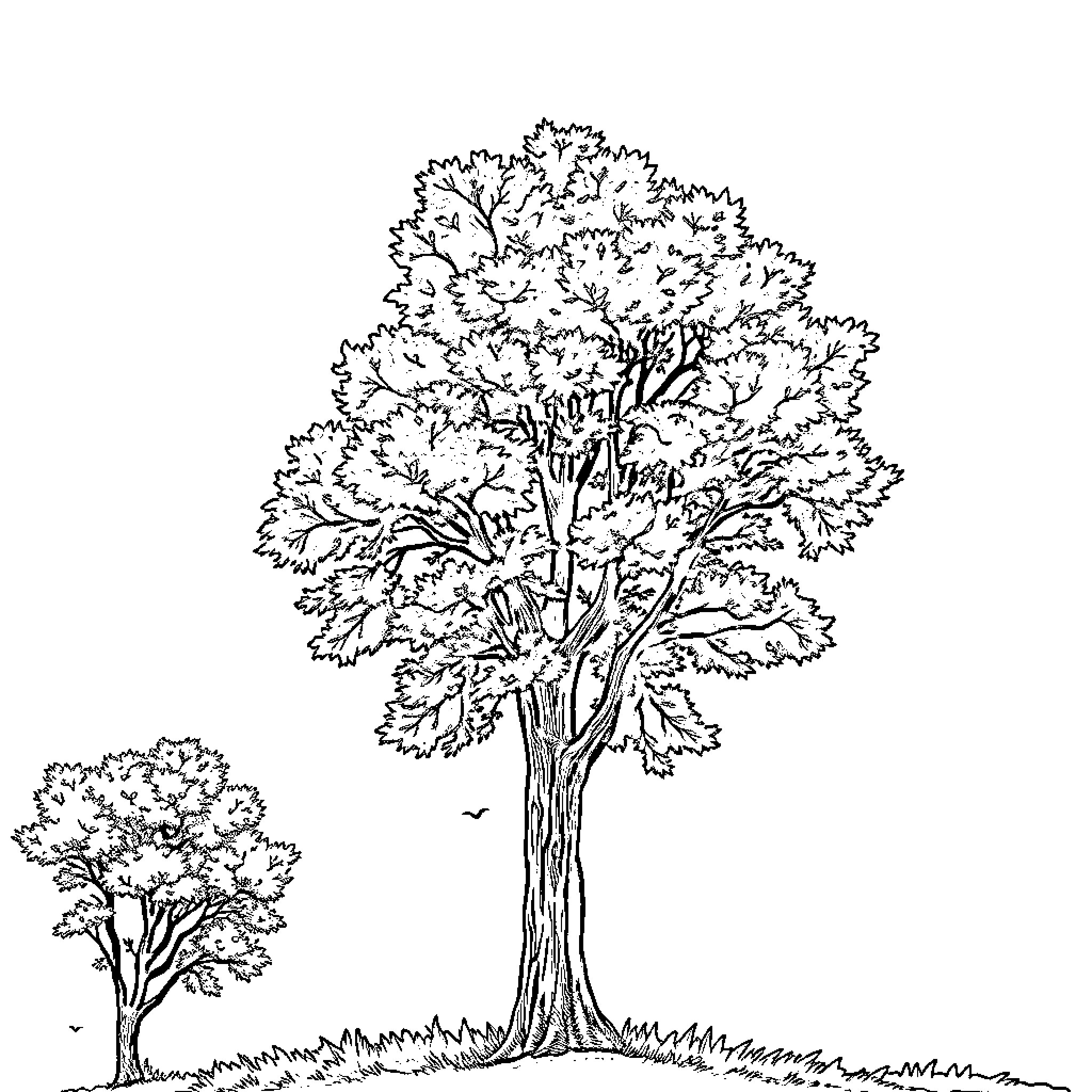 Tree with lush foliage and a smaller tree in the background Coloring Page (free black-and-white line drawing printable PDF for all, from beginners to advanced learners, including children, teens, adults, and seniors)