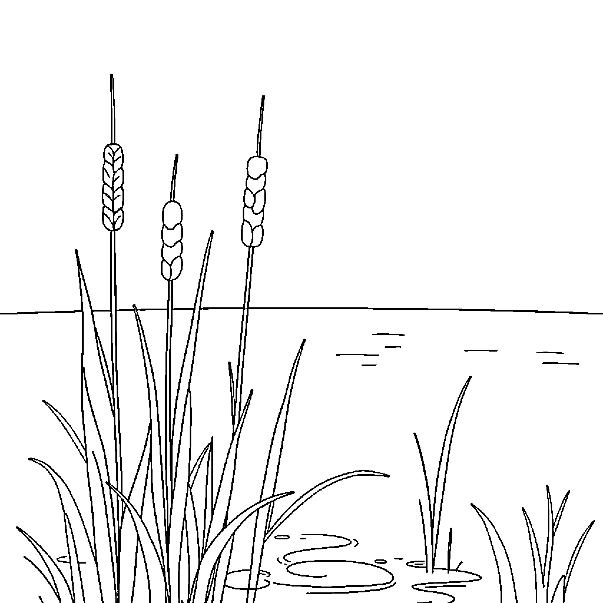 Cattail pond scene with reeds and vegetation Coloring Page (free black-and-white line drawing printable PDF for all, from beginners to advanced learners, including children, teens, adults, and seniors)