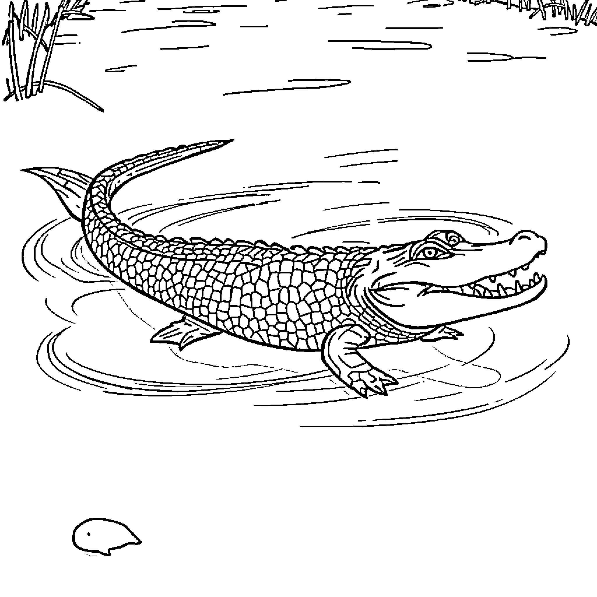 Alligator Gar Swimming in the Water Coloring Page (free black-and-white line drawing printable PDF for all, from beginners to advanced learners, including children, teens, adults, and seniors)