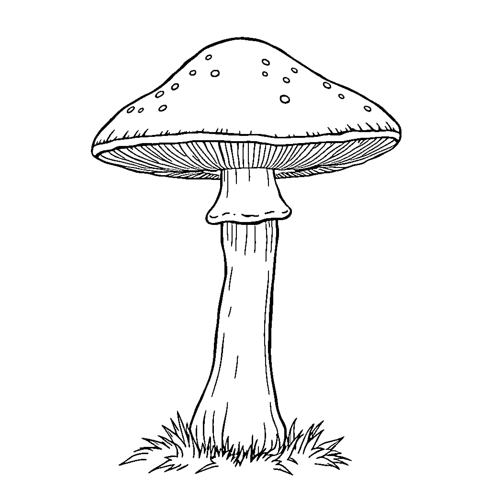 Mushroom growing in a field Coloring Page (free black-and-white line drawing printable PDF for all, from beginners to advanced learners, including children, teens, adults, and seniors)