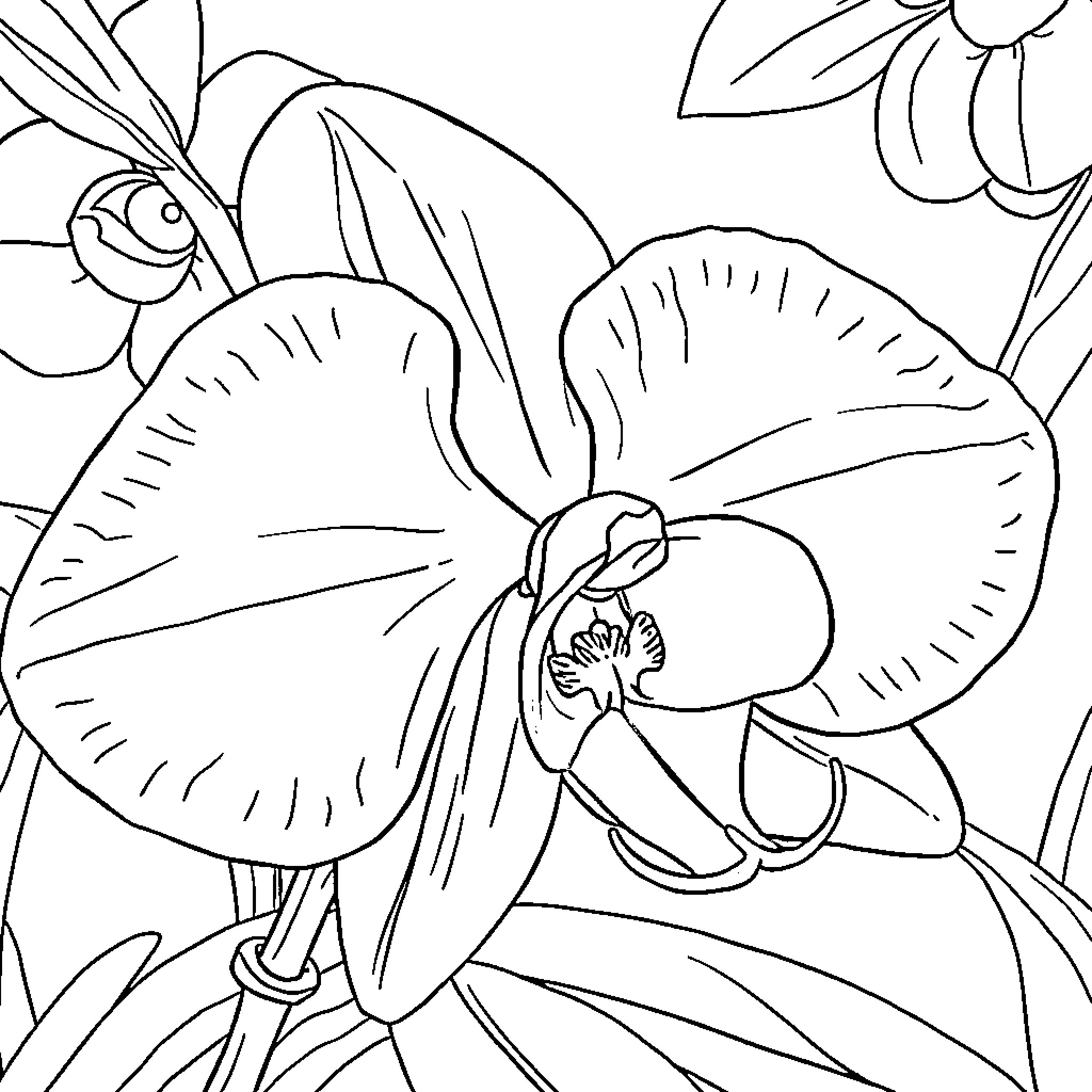 Orchid flowers in detailed black and white illustration Coloring Page (free black-and-white line drawing printable PDF for all, from beginners to advanced learners, including children, teens, adults, and seniors)