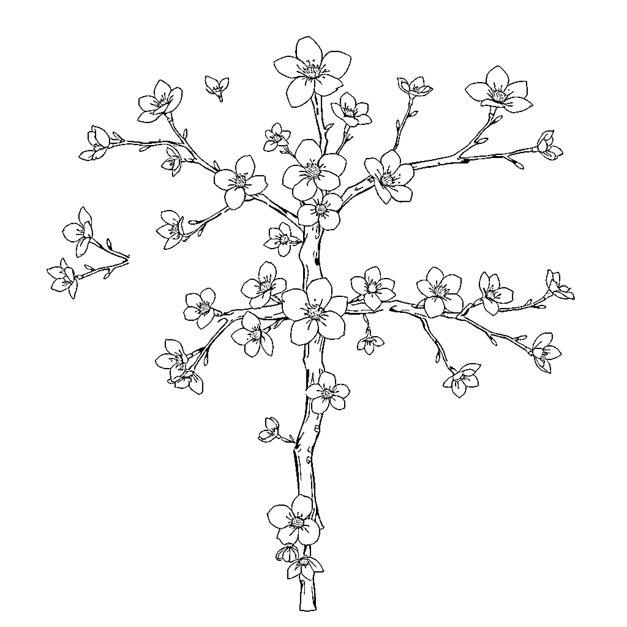 Sakura Blossoms Dancing on the Branches Coloring Page (free black-and-white line drawing printable PDF for all, from beginners to advanced learners, including children, teens, adults, and seniors)