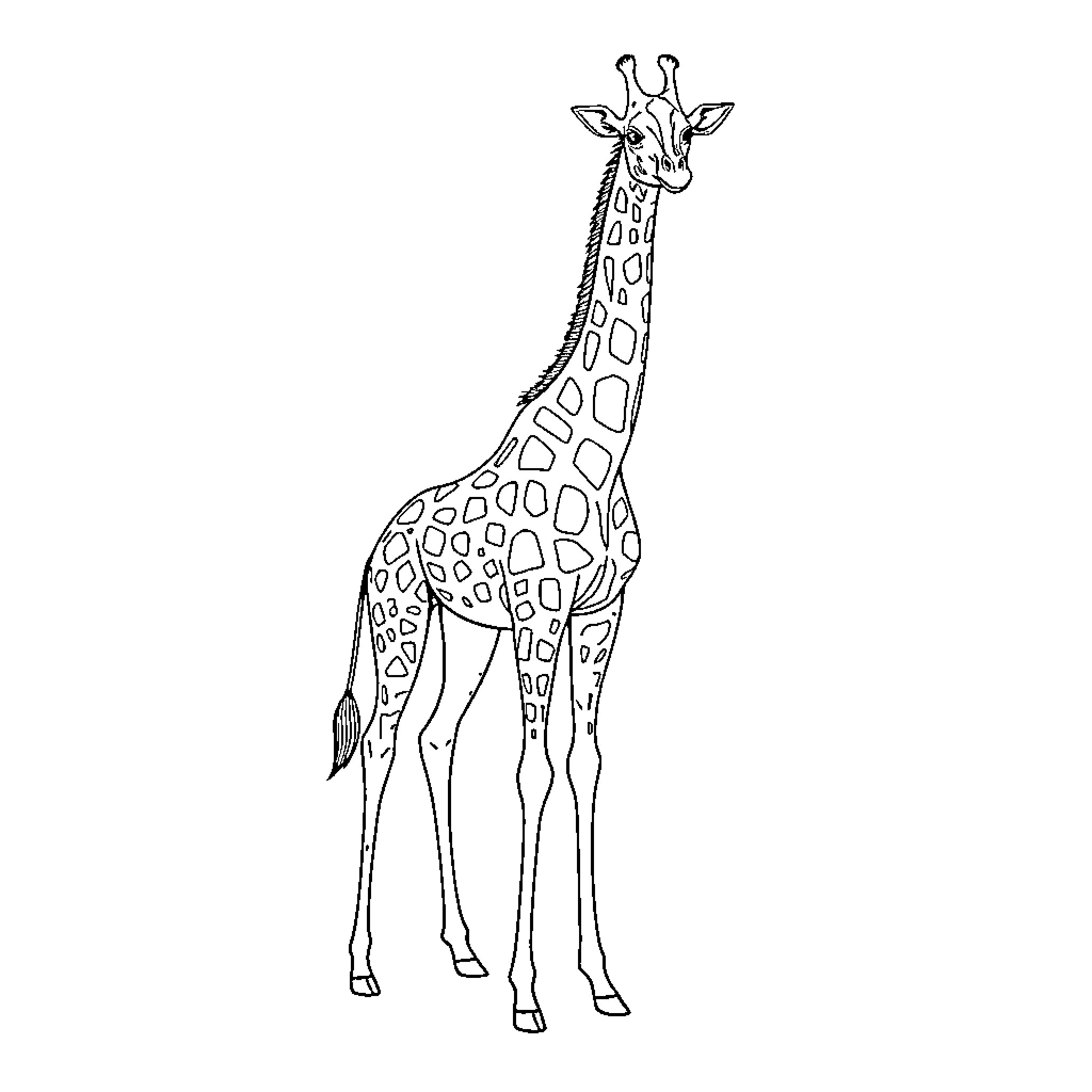 Giraffe standing tall with distinctive pattern Coloring Page (free black-and-white line drawing printable PDF for all, from beginners to advanced learners, including children, teens, adults, and seniors)