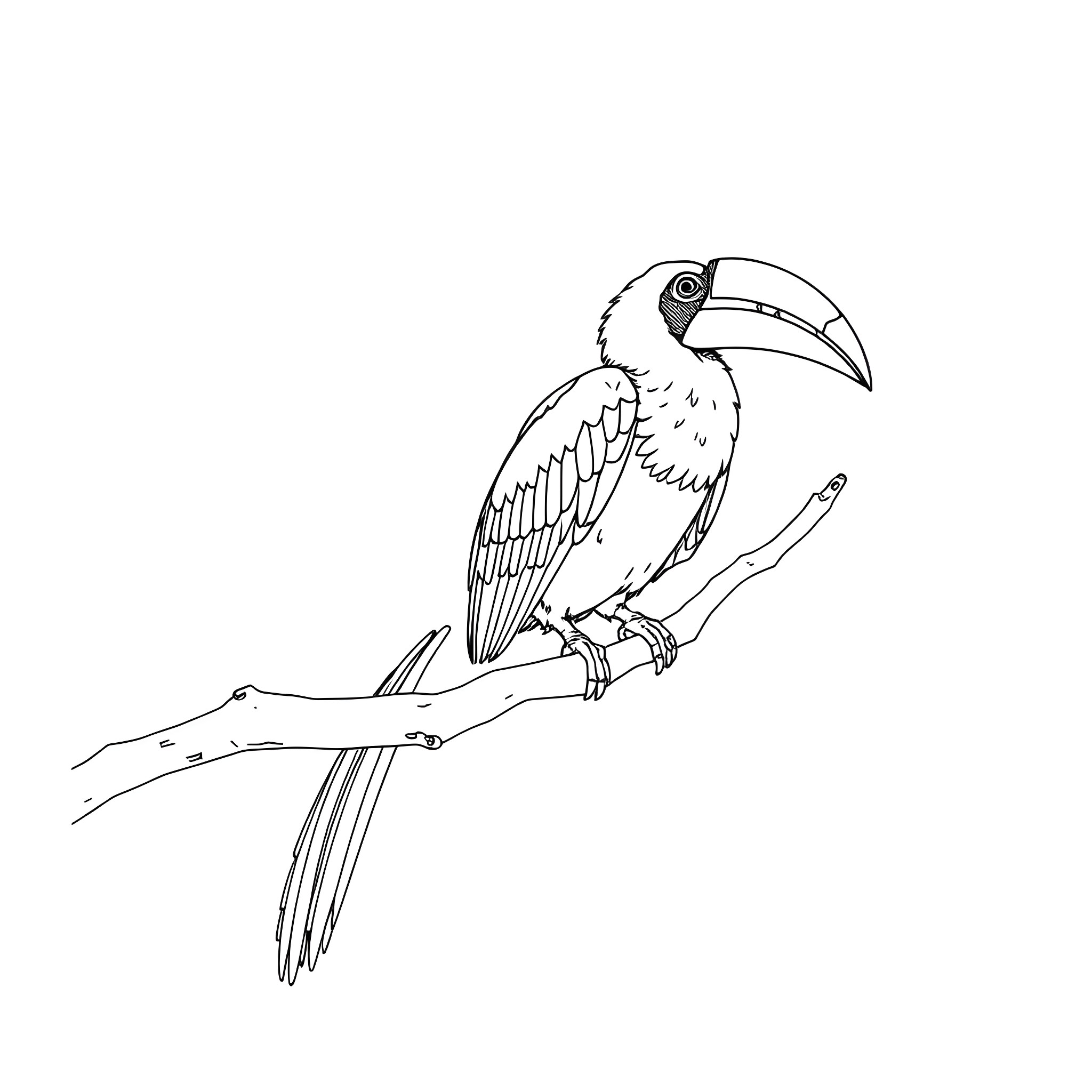 Hornbill perched on a branch Coloring Page (free black-and-white line drawing printable PDF for all, from beginners to advanced learners, including children, teens, adults, and seniors)