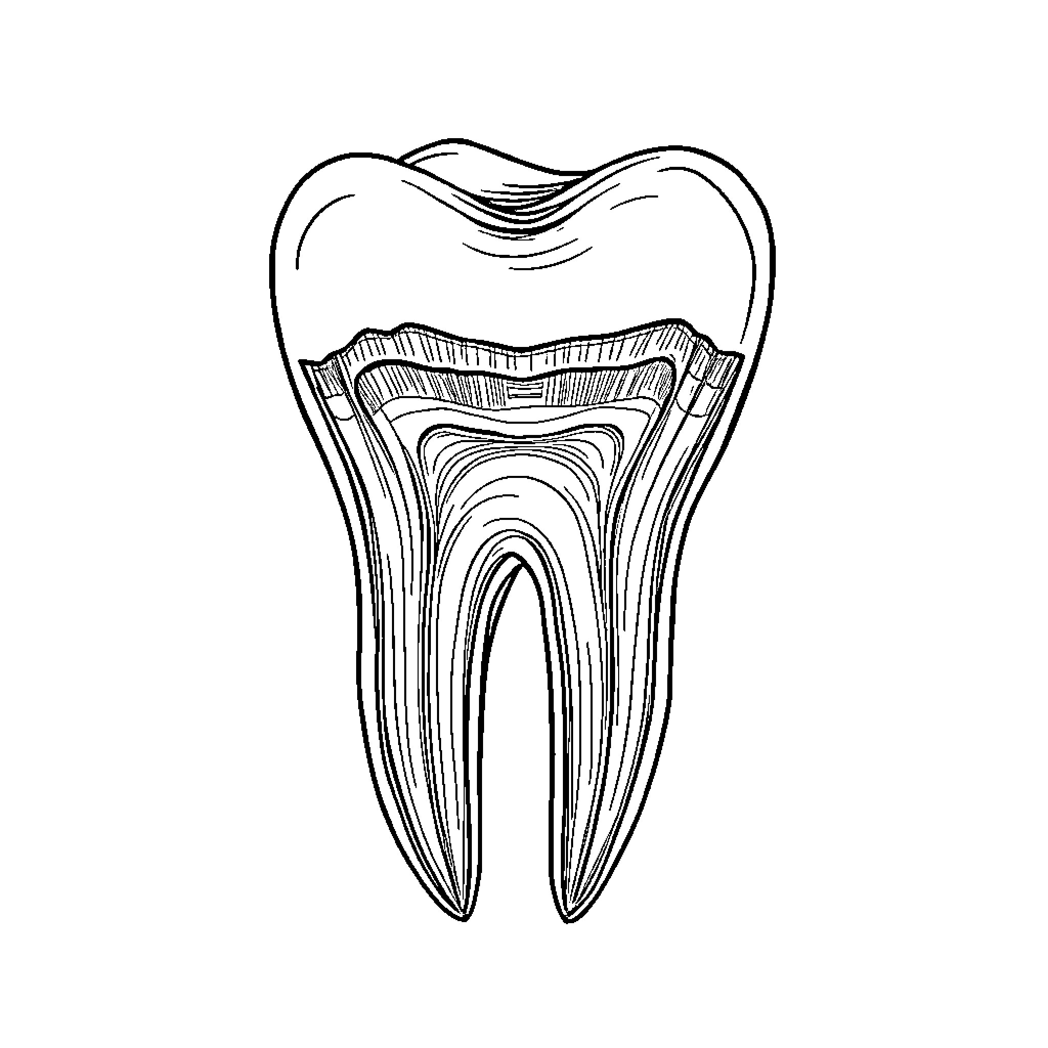 Tooth cross-section anatomy diagram Coloring Page (free black-and-white line drawing printable PDF for all, from beginners to advanced learners, including children, teens, adults, and seniors)