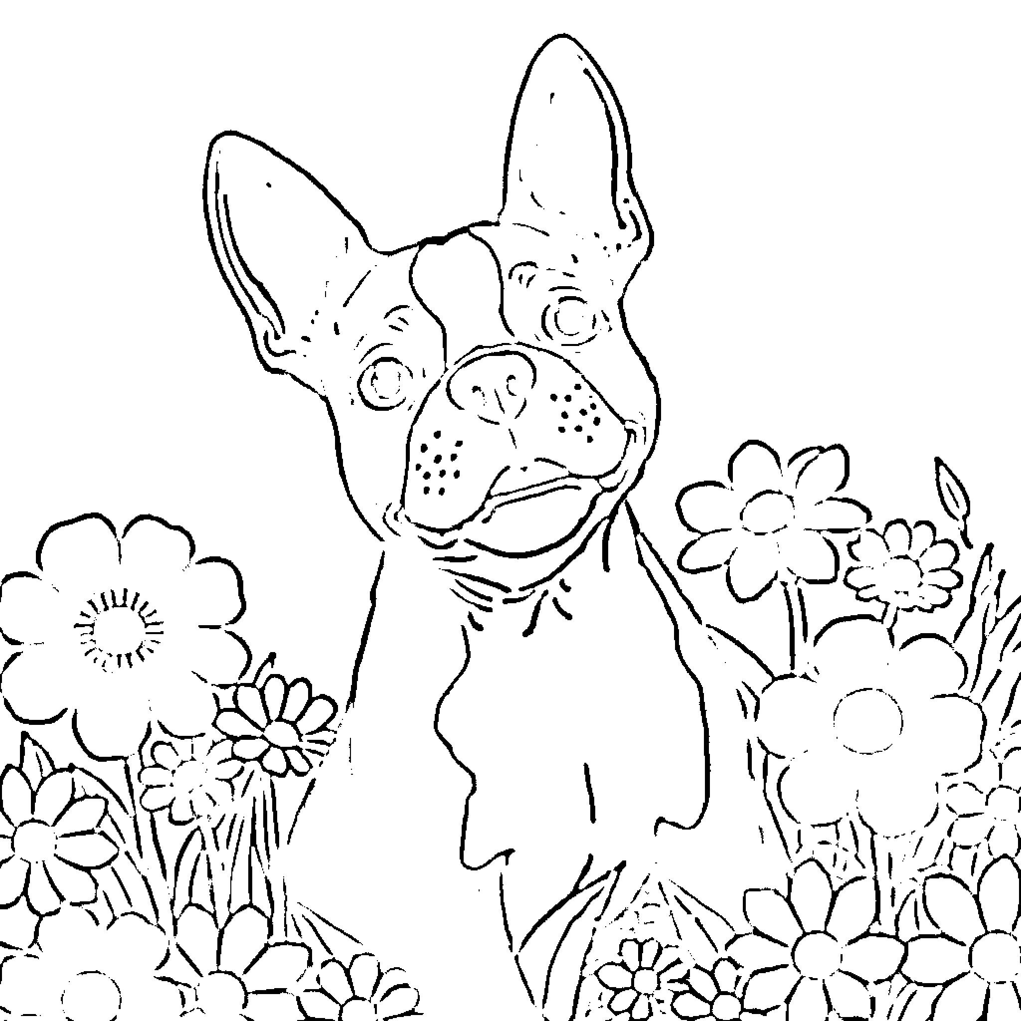 Boston Terrier surrounded by cheerful flowers Coloring Page (free black-and-white line drawing printable PDF for all, from beginners to advanced learners, including children, teens, adults, and seniors)