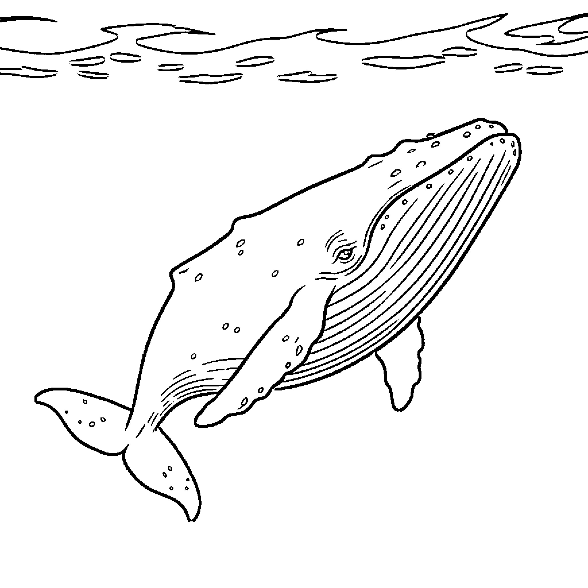 Whale swimming in the ocean Coloring Page (free black-and-white line drawing printable PDF for all, from beginners to advanced learners, including children, teens, adults, and seniors)