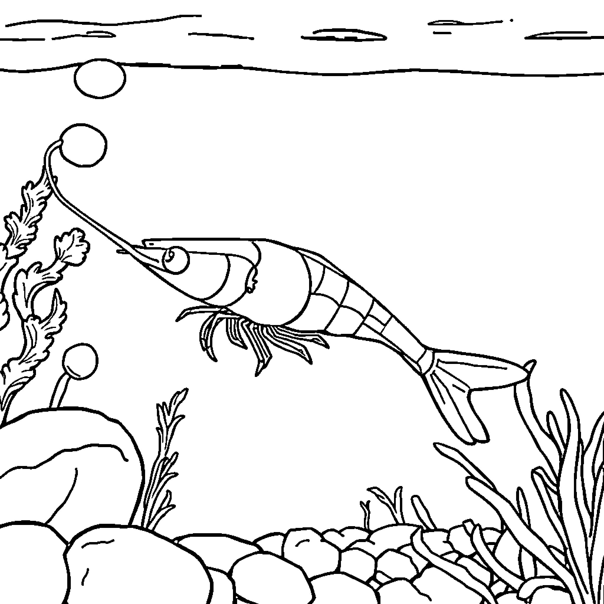 Shrimp swimming in the underwater scene Coloring Page (free black-and-white line drawing printable PDF for all, from beginners to advanced learners, including children, teens, adults, and seniors)