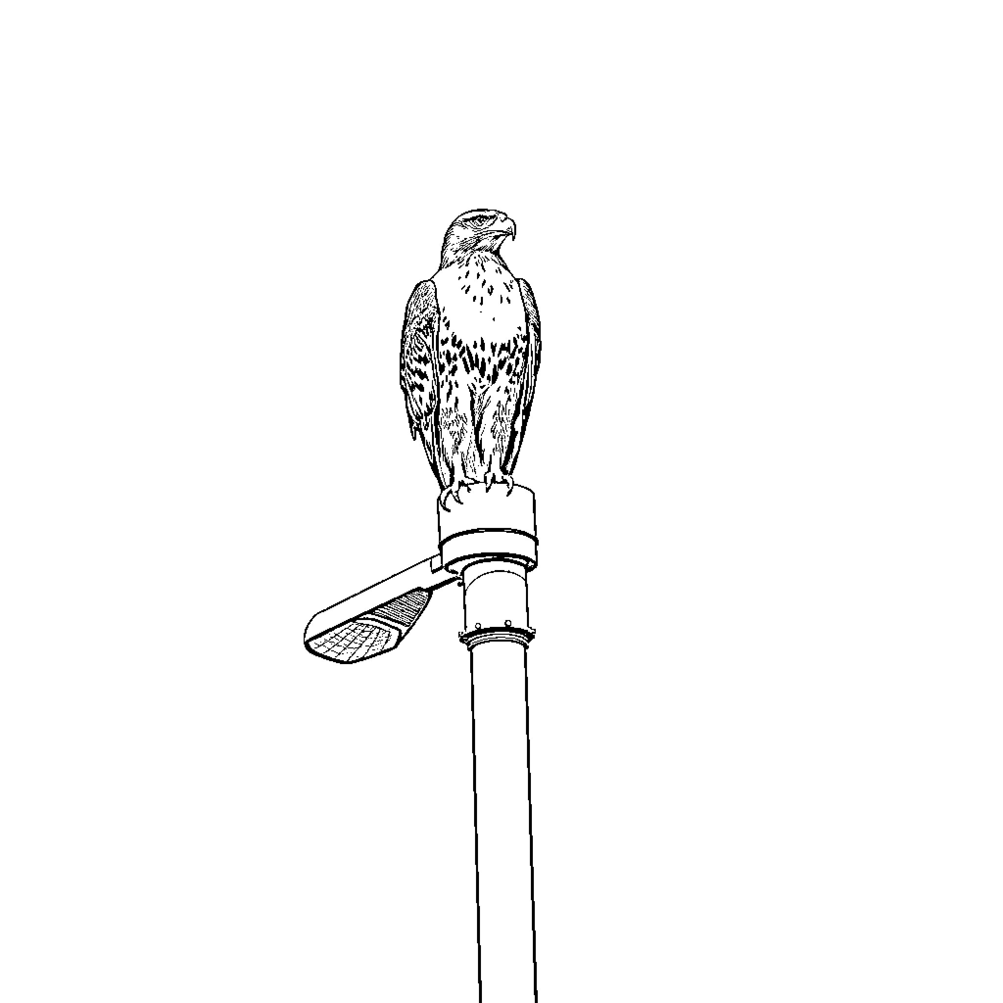 Hawk perched atop a wooden post Coloring Page (free black-and-white line drawing printable PDF for all, from beginners to advanced learners, including children, teens, adults, and seniors)