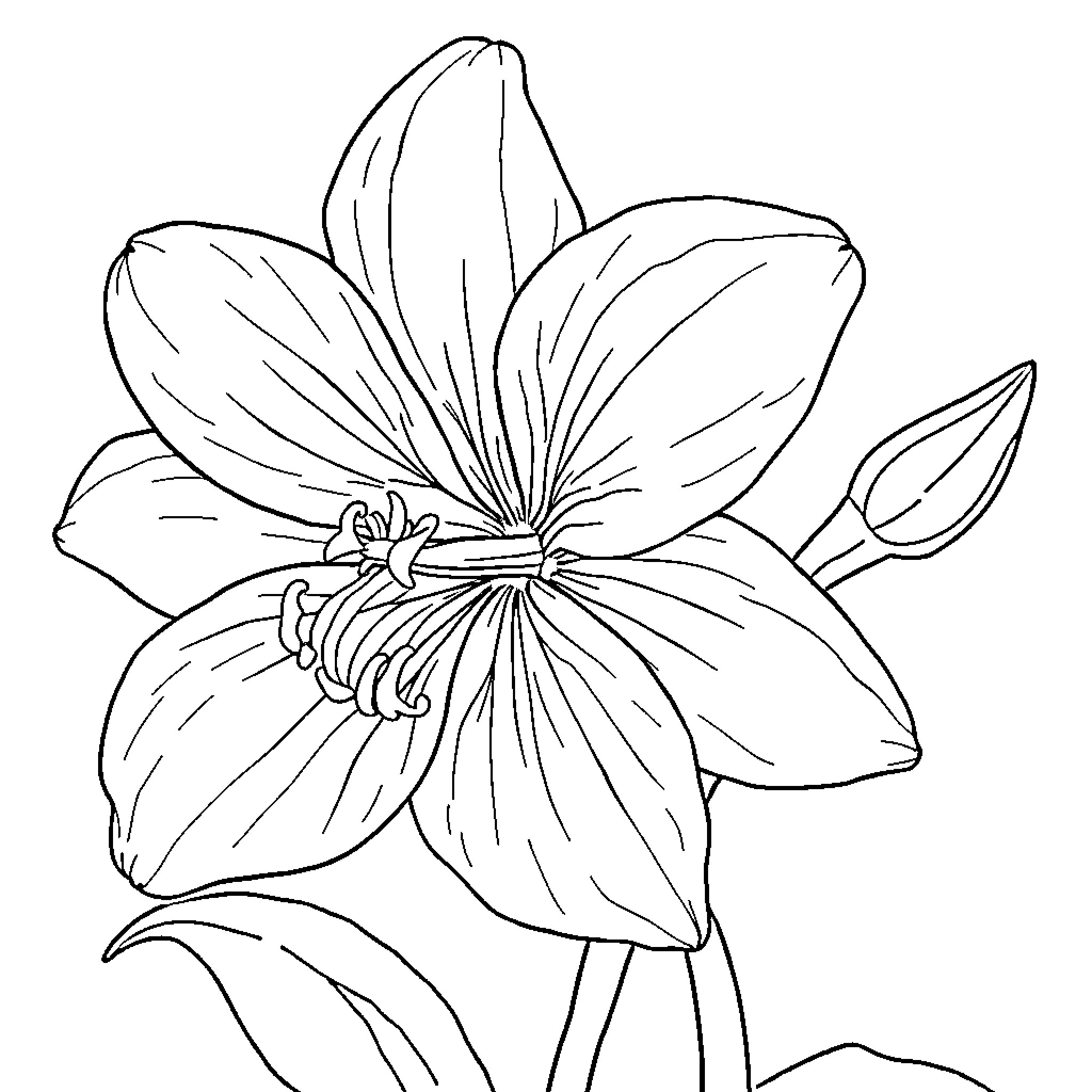 Flower in simple, elegant outline Coloring Page (free black-and-white line drawing printable PDF for all, from beginners to advanced learners, including children, teens, adults, and seniors)