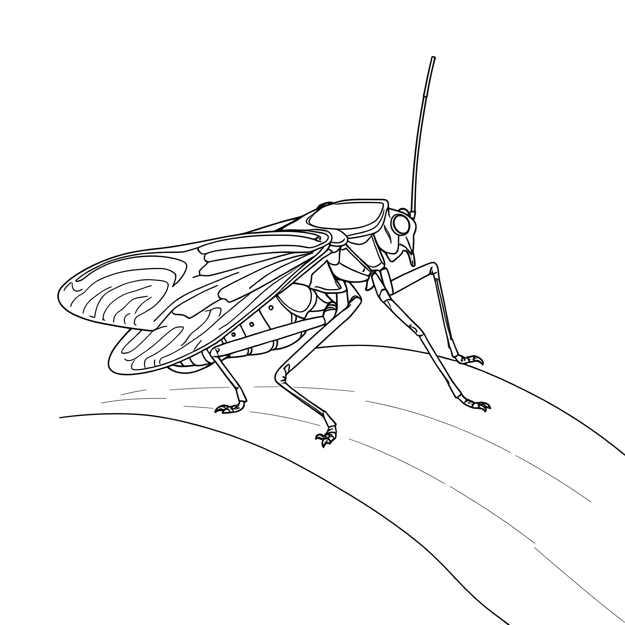 Katydid perching on a surface Coloring Page (free black-and-white line drawing printable PDF for all, from beginners to advanced learners, including children, teens, adults, and seniors)