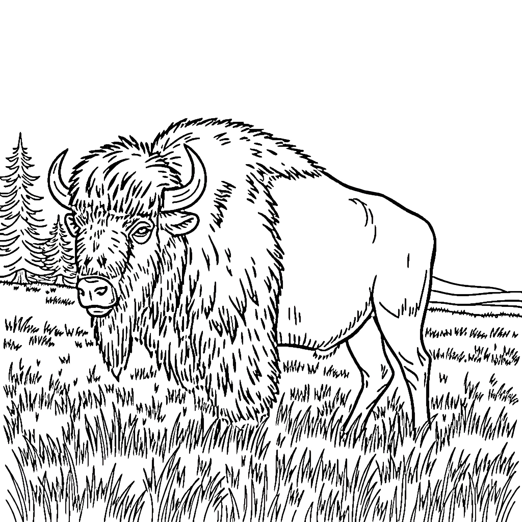 Bison standing in grassy field Coloring Page (free black-and-white line drawing printable PDF for all, from beginners to advanced learners, including children, teens, adults, and seniors)