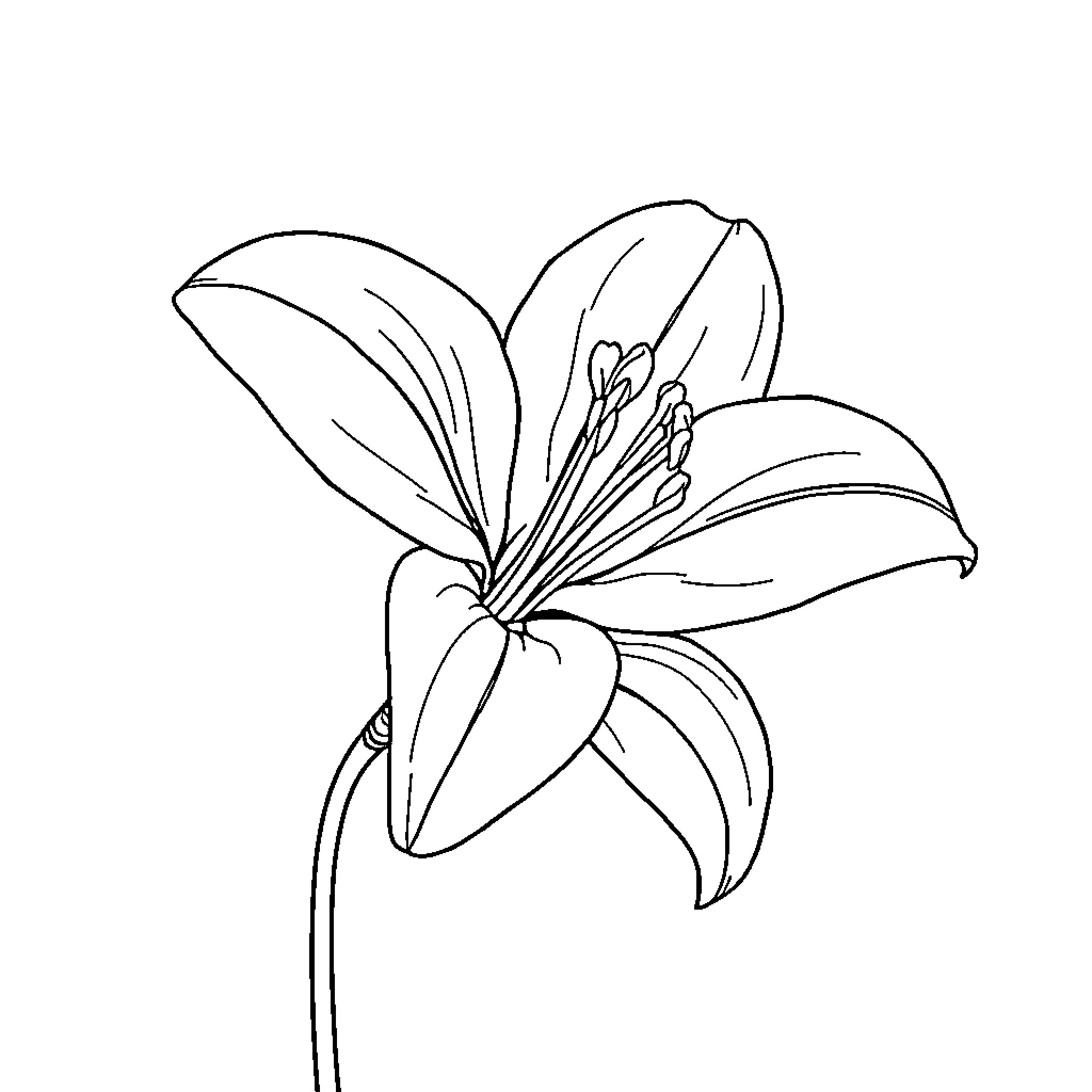 Lily in Bloom Coloring Page (free black-and-white line drawing printable PDF for all, from beginners to advanced learners, including children, teens, adults, and seniors)