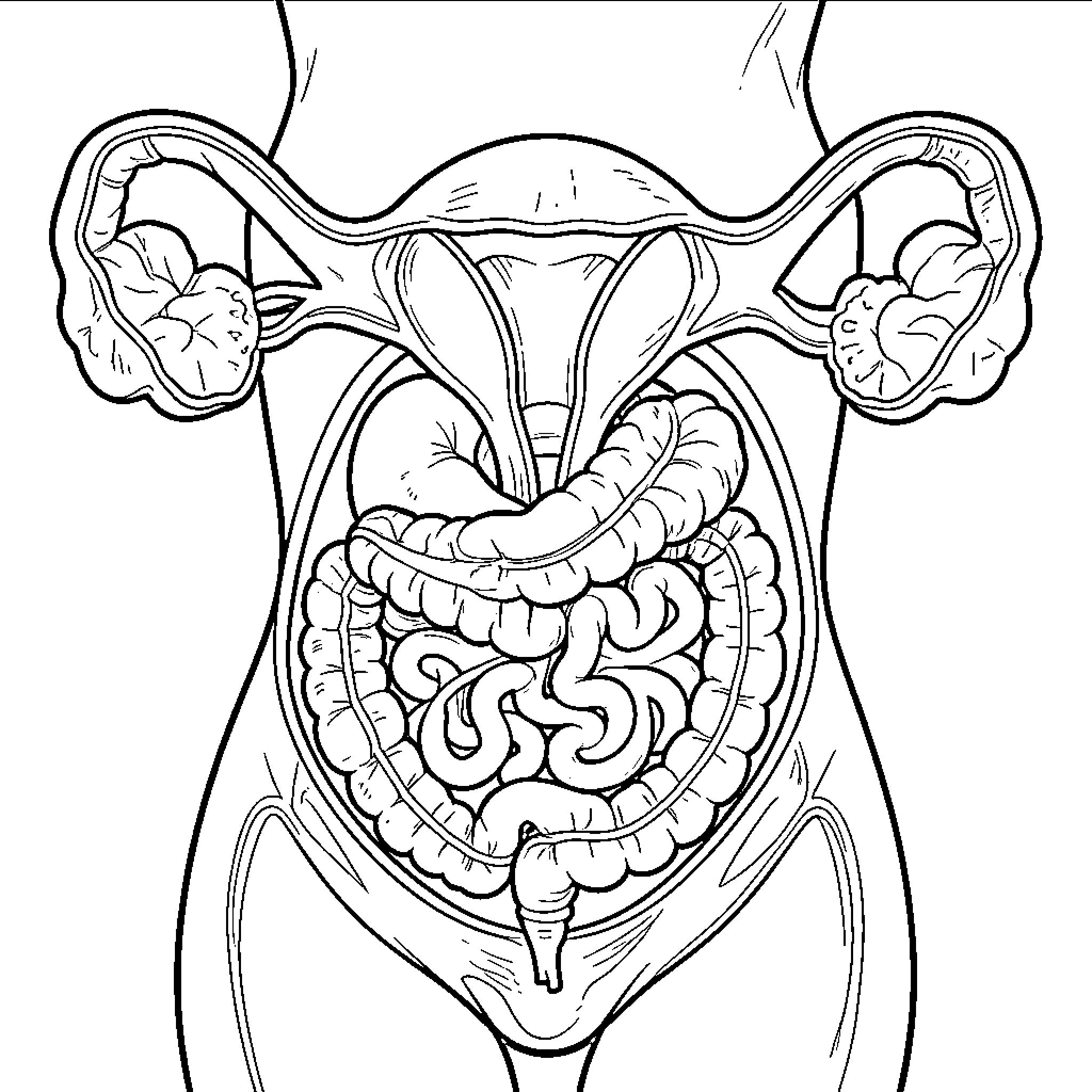 Female Reproductive System Anatomical Illustration Coloring Page (free black-and-white line drawing printable PDF for all, from beginners to advanced learners, including children, teens, adults, and seniors)