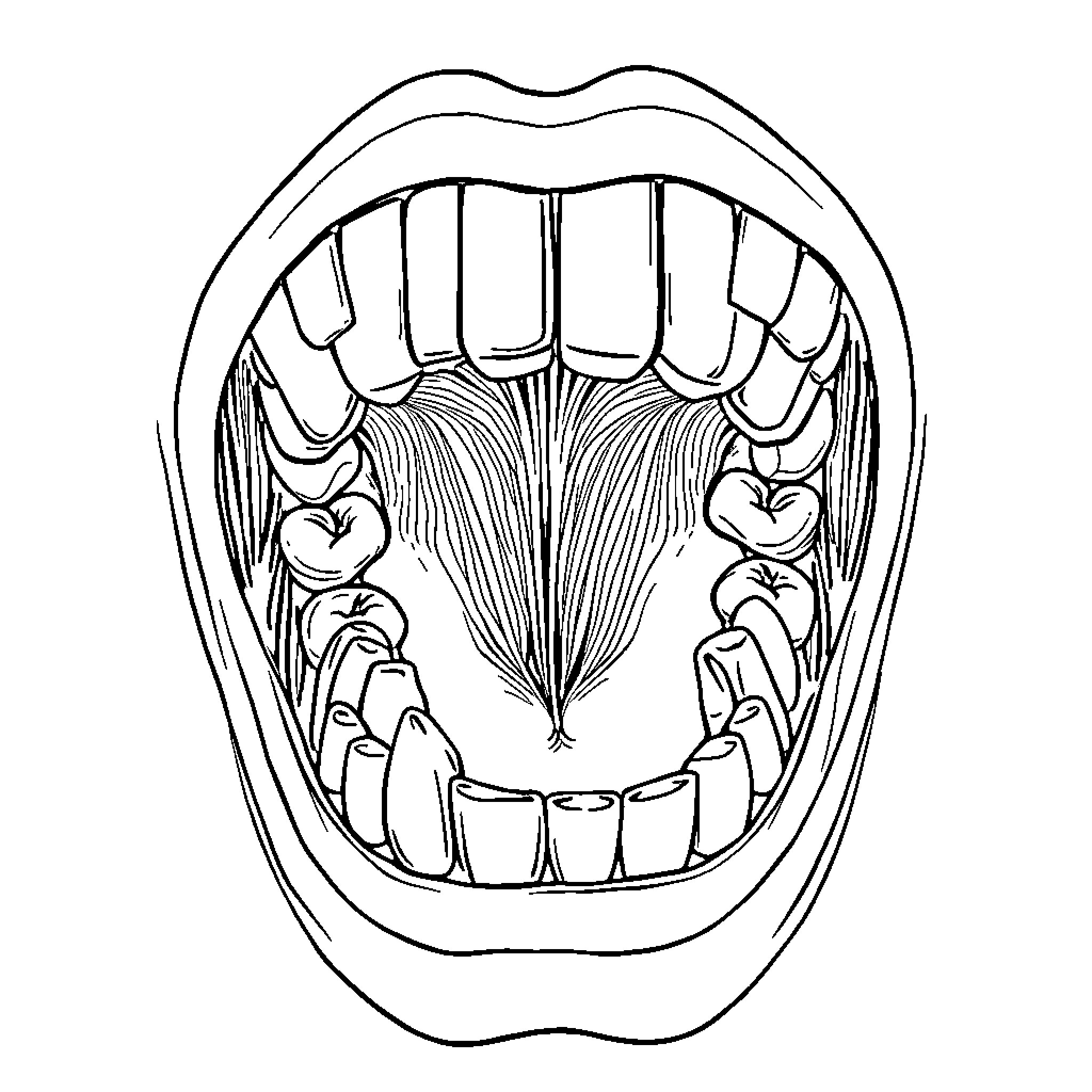 Oral Cavity - Detailed Dental Anatomy Coloring Page (free black-and-white line drawing printable PDF for all, from beginners to advanced learners, including children, teens, adults, and seniors)