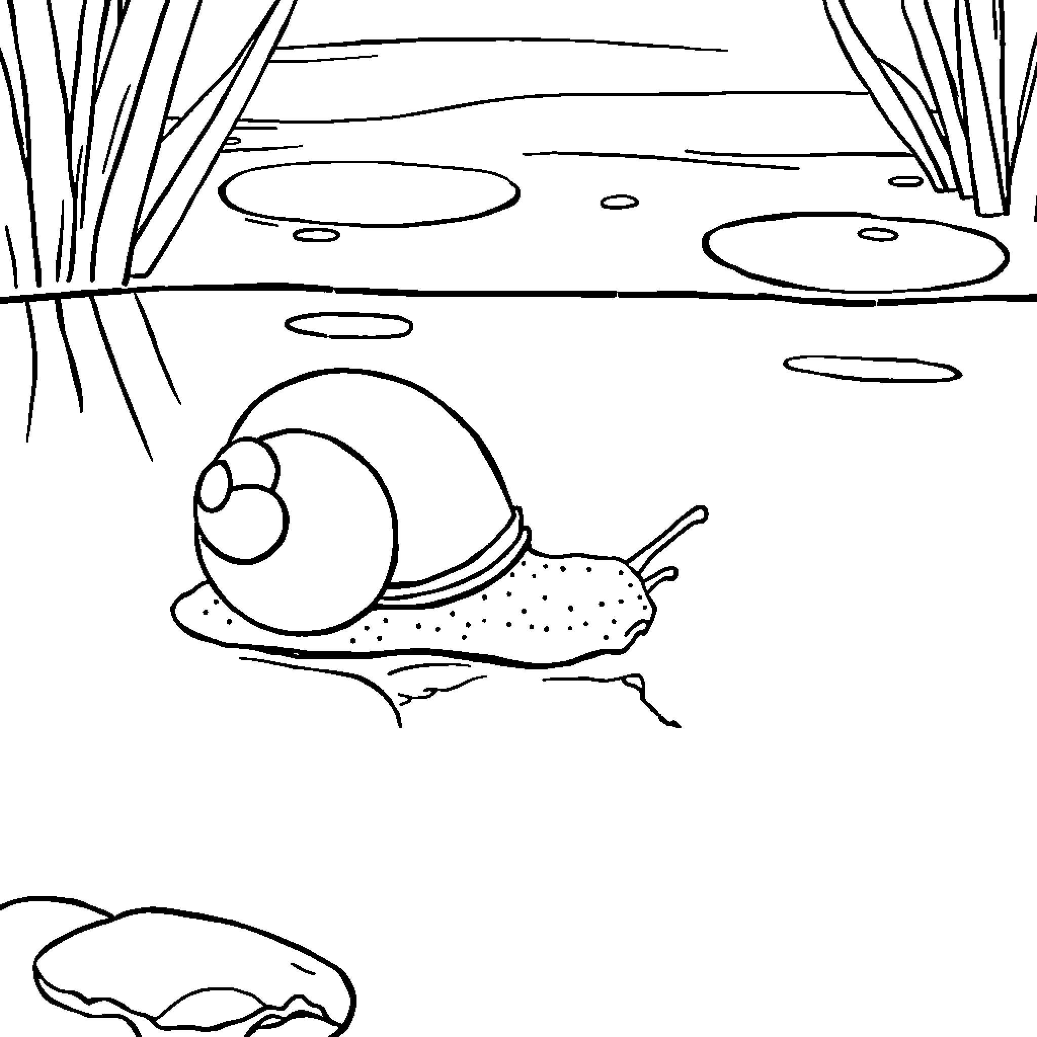 Snail exploring the pond landscape Coloring Page (free black-and-white line drawing printable PDF for all, from beginners to advanced learners, including children, teens, adults, and seniors)