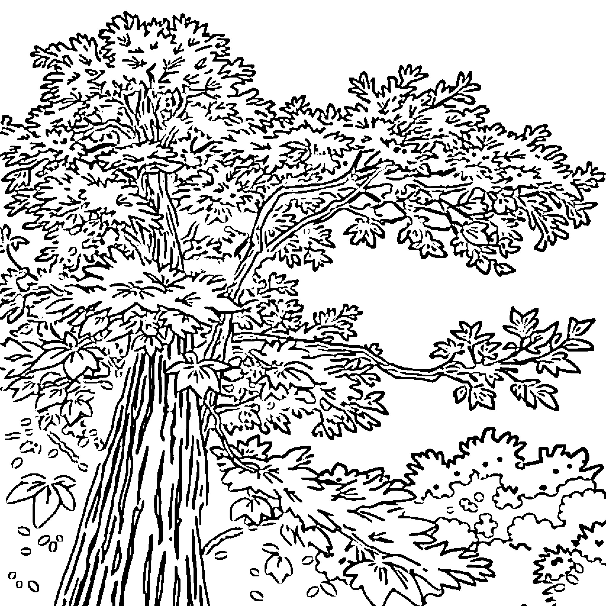 Tree with Intricate Foliage and Branches Coloring Page (free black-and-white line drawing printable PDF for all, from beginners to advanced learners, including children, teens, adults, and seniors)