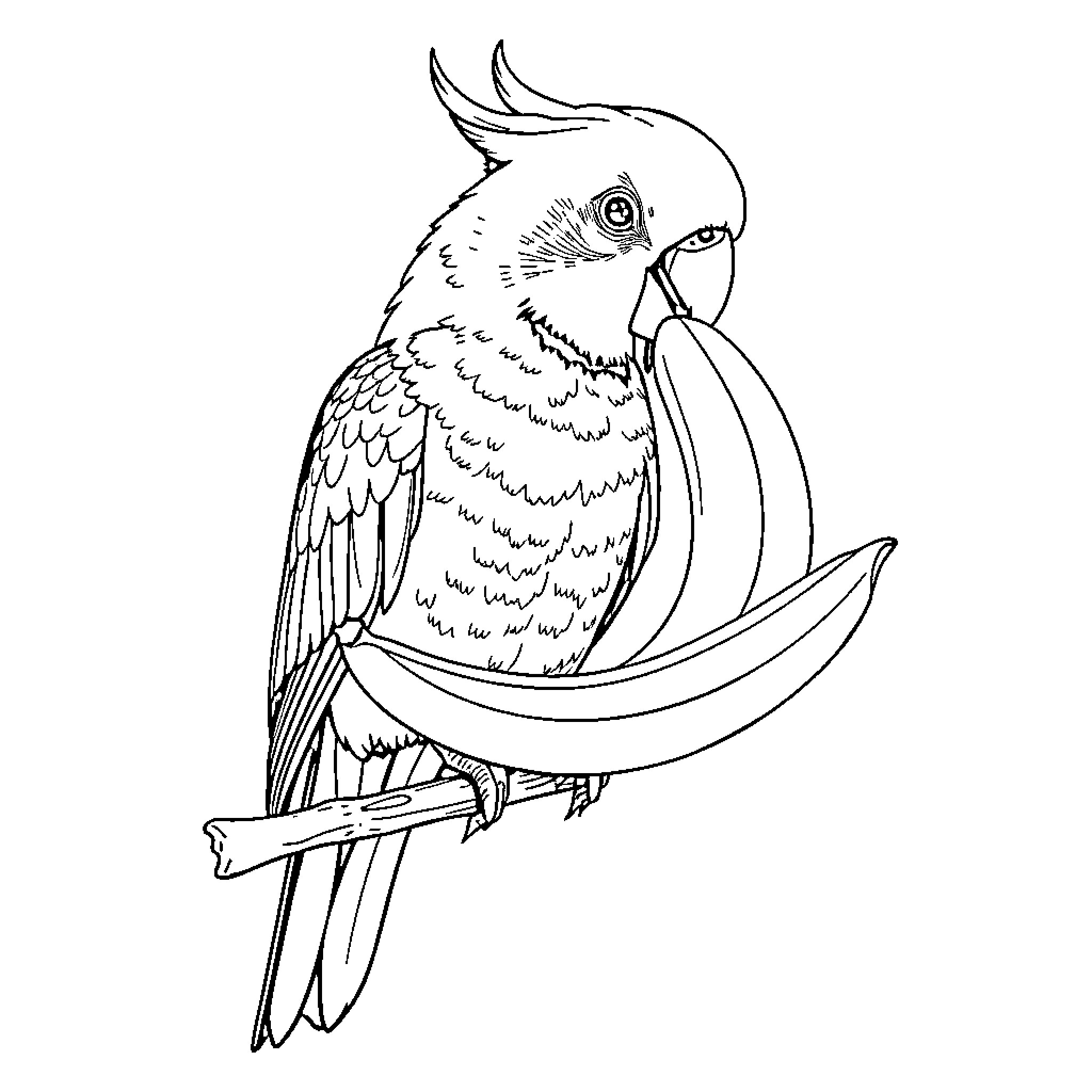 Cockatiel perched on a branch Coloring Page (free black-and-white line drawing printable PDF for all, from beginners to advanced learners, including children, teens, adults, and seniors)