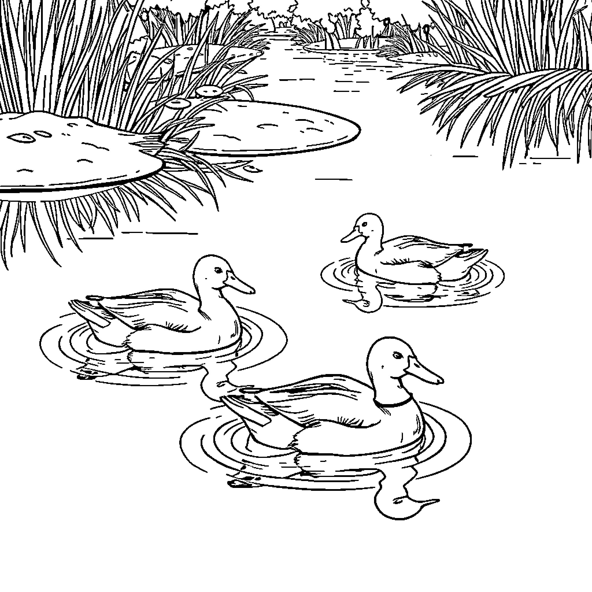 Ducks swimming peacefully in a tranquil pond Coloring Page (free black-and-white line drawing printable PDF for all, from beginners to advanced learners, including children, teens, adults, and seniors)