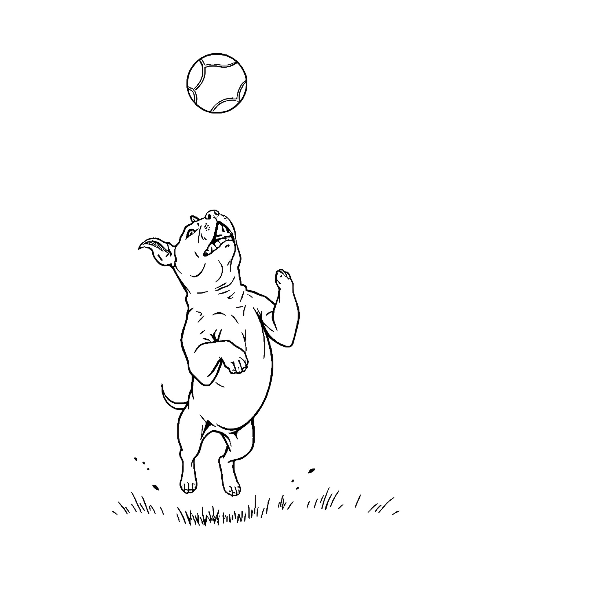 Pitbull playing joyfully with ball on grass Coloring Page (free black-and-white line drawing printable PDF for all, from beginners to advanced learners, including children, teens, adults, and seniors)