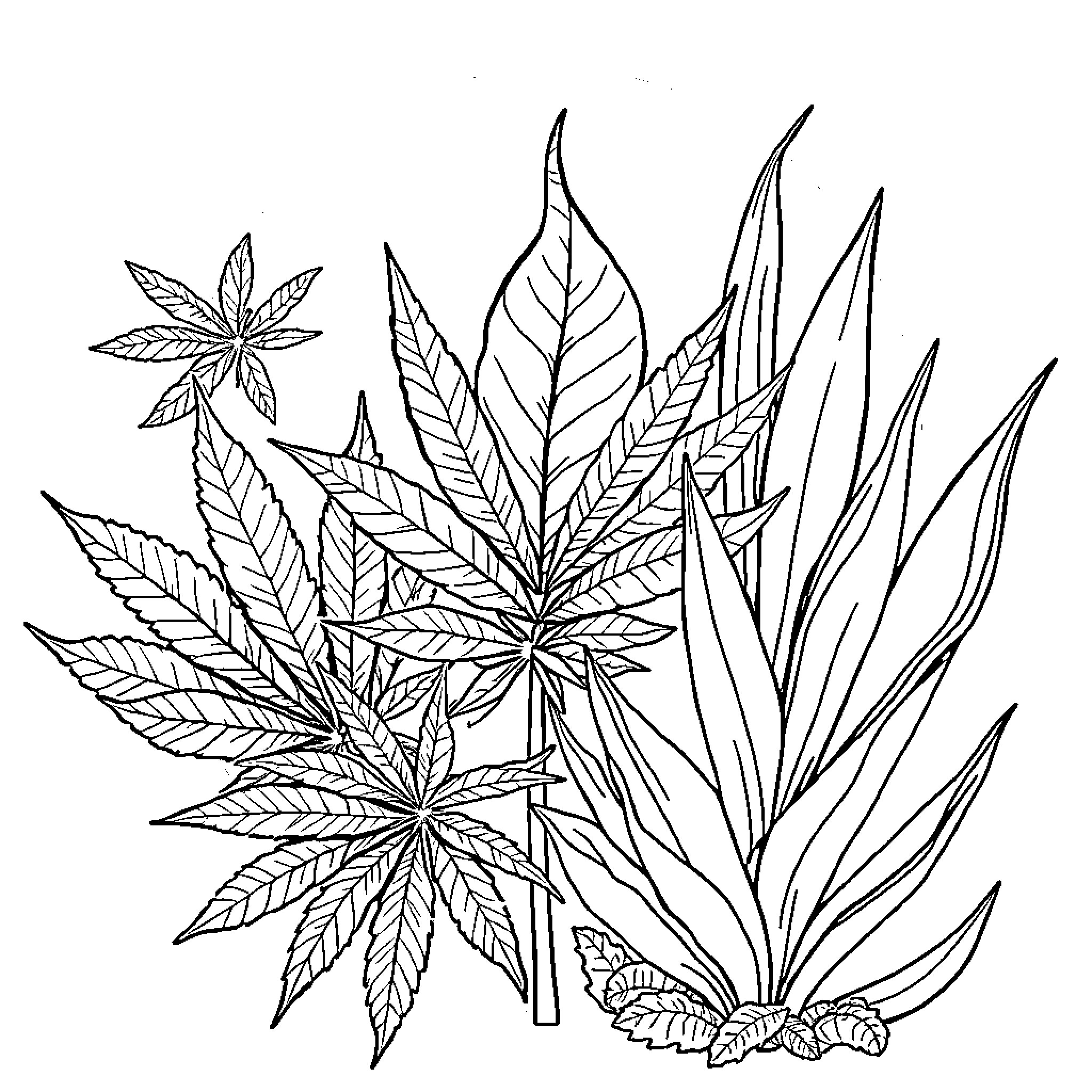 Plant leaves and foliage in a natural arrangement Coloring Page (free black-and-white line drawing printable PDF for all, from beginners to advanced learners, including children, teens, adults, and seniors)