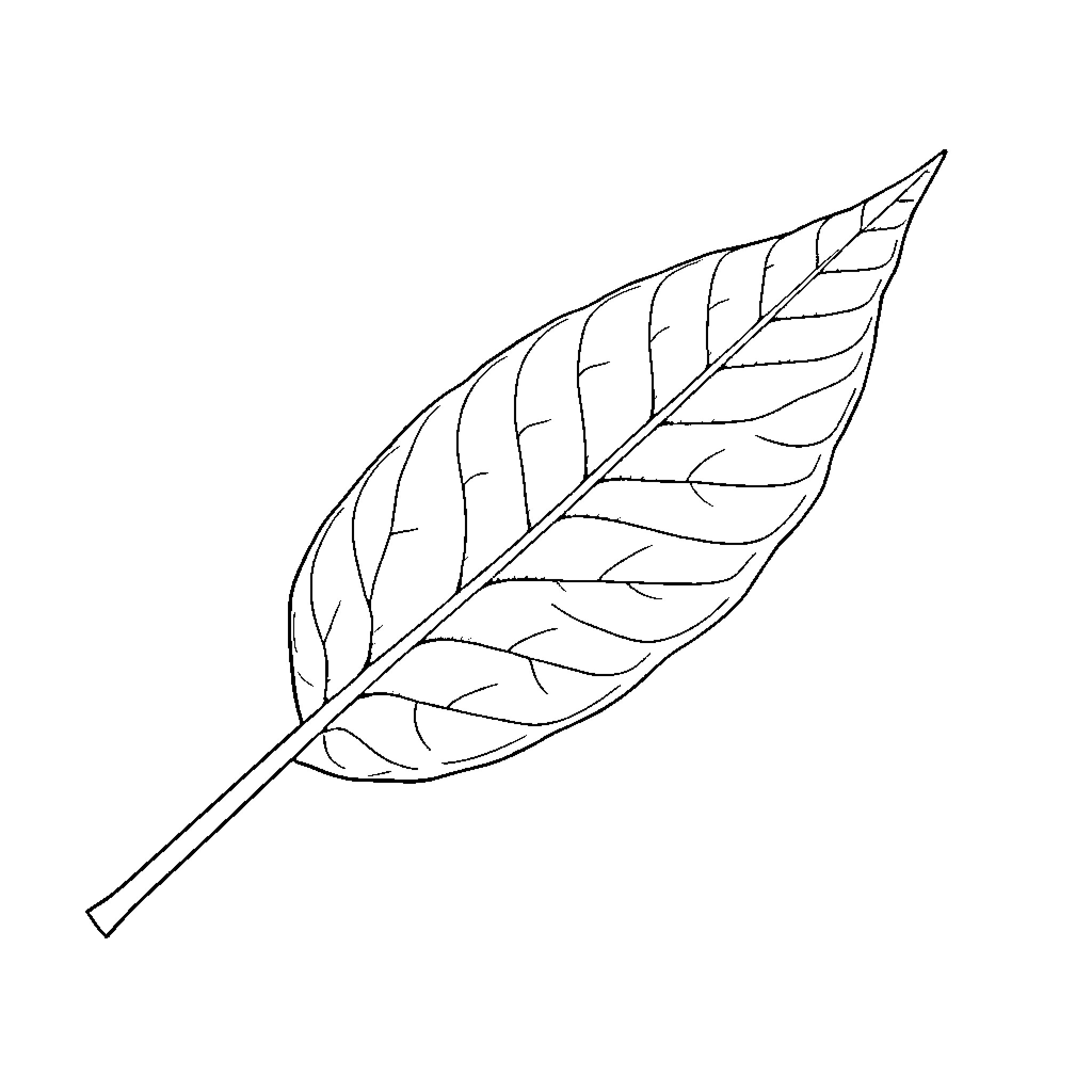 Weed Leaf with Intricate Pattern Coloring Page (free black-and-white line drawing printable PDF for all, from beginners to advanced learners, including children, teens, adults, and seniors)