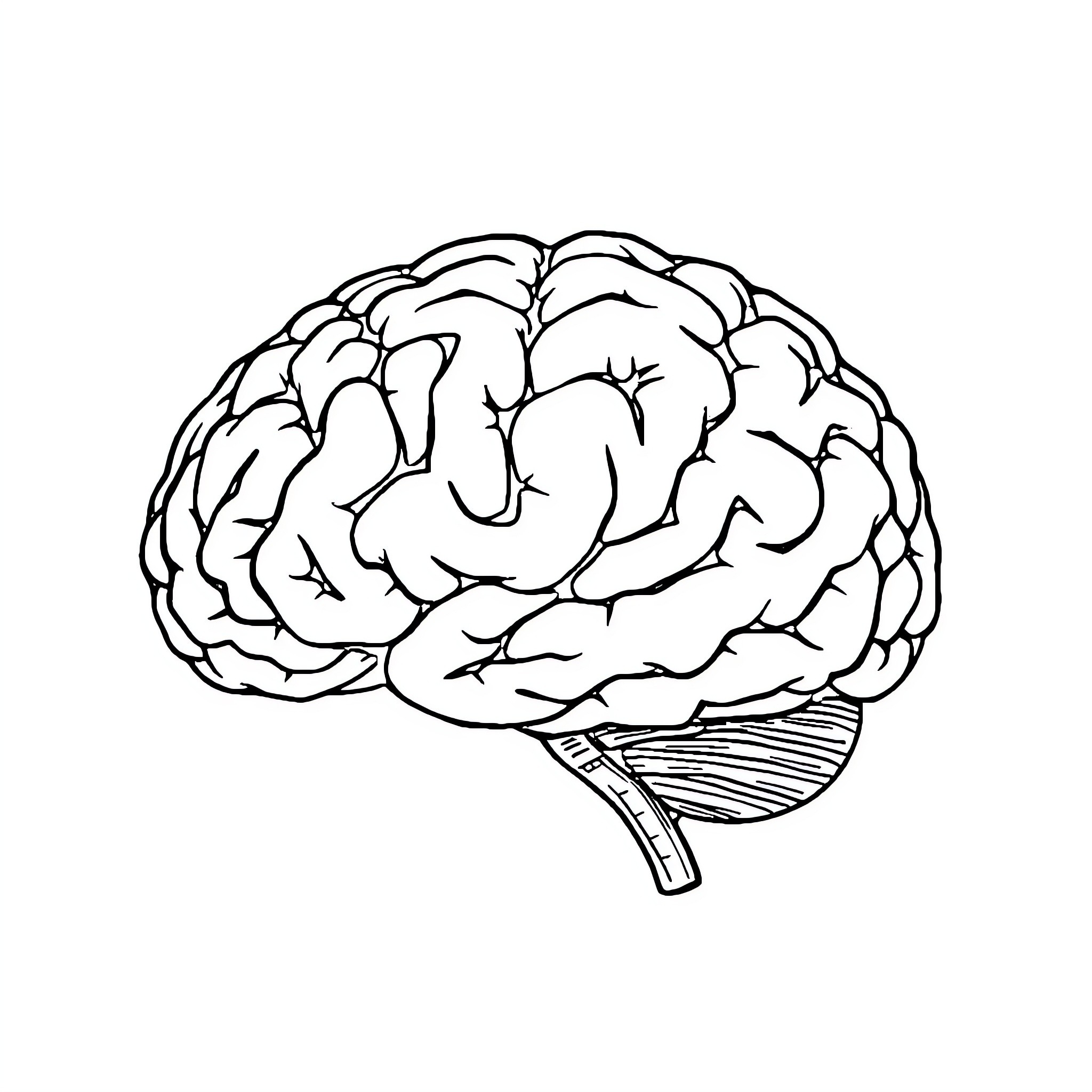 Amygdala: Anatomical Illustration of the Human Brain Coloring Page (free black-and-white line drawing printable PDF for all, from beginners to advanced learners, including children, teens, adults, and seniors)