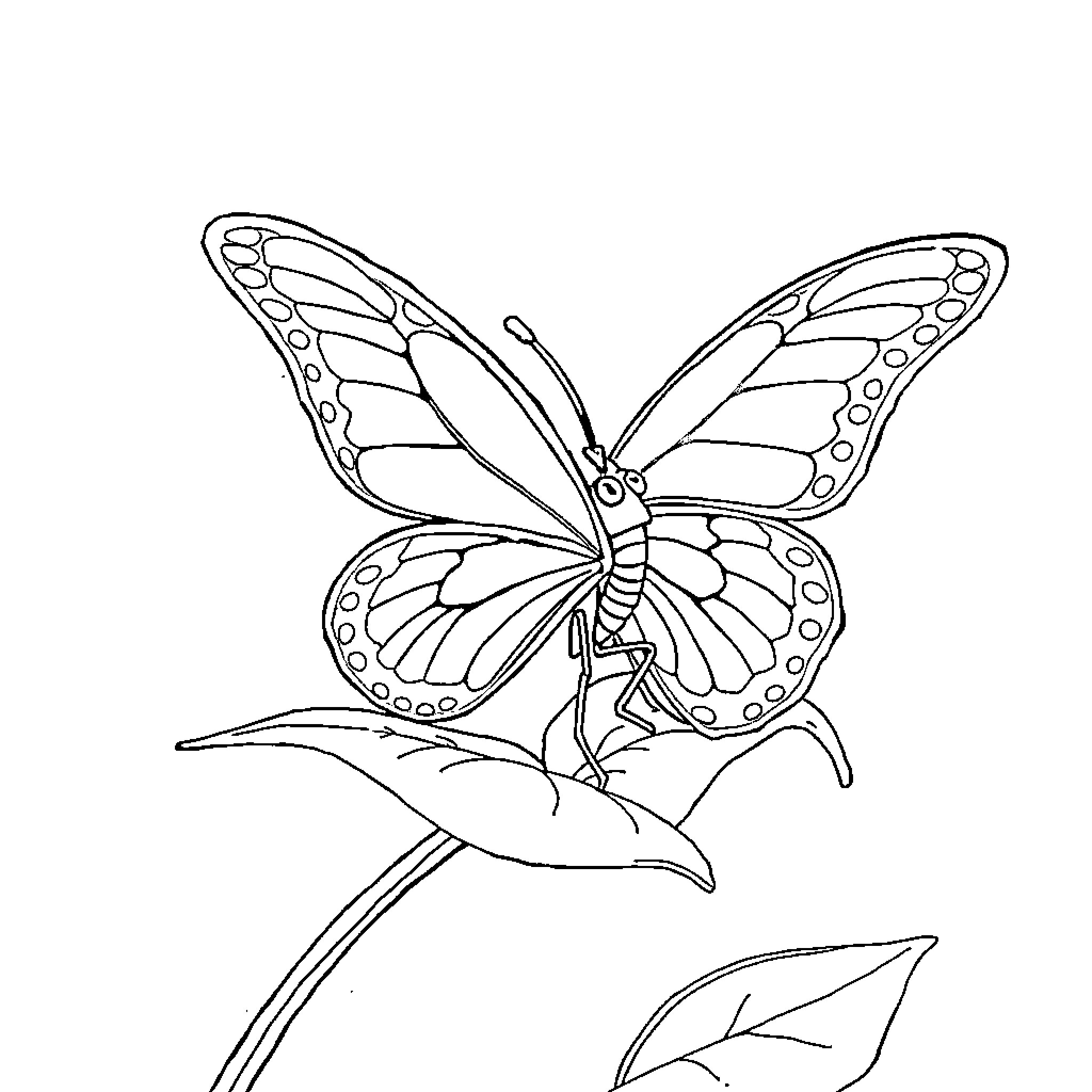 Butterfly resting on a leaf Coloring Page (free black-and-white line drawing printable PDF for all, from beginners to advanced learners, including children, teens, adults, and seniors)