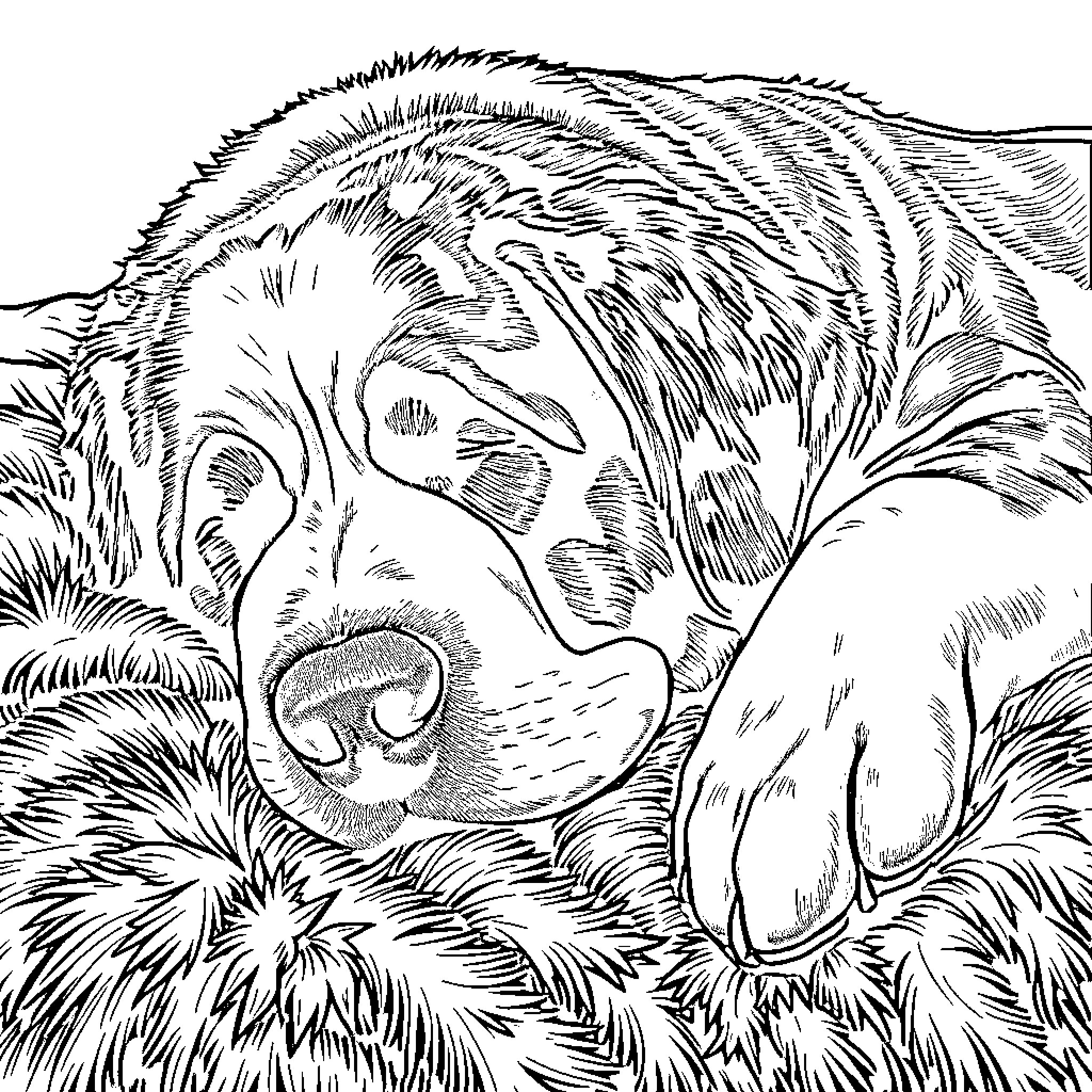 Saint Bernard resting peacefully in the snow Coloring Page (free black-and-white line drawing printable PDF for all, from beginners to advanced learners, including children, teens, adults, and seniors)