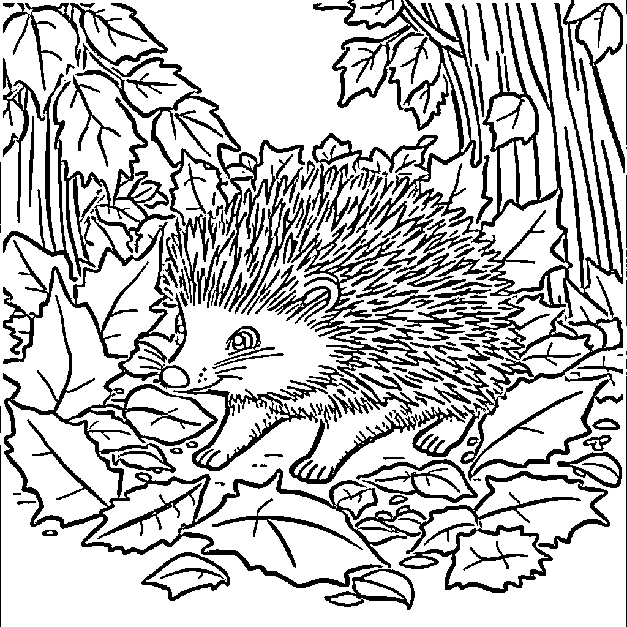 Hedgehog exploring the forest Coloring Page (free black-and-white line drawing printable PDF for all, from beginners to advanced learners, including children, teens, adults, and seniors)