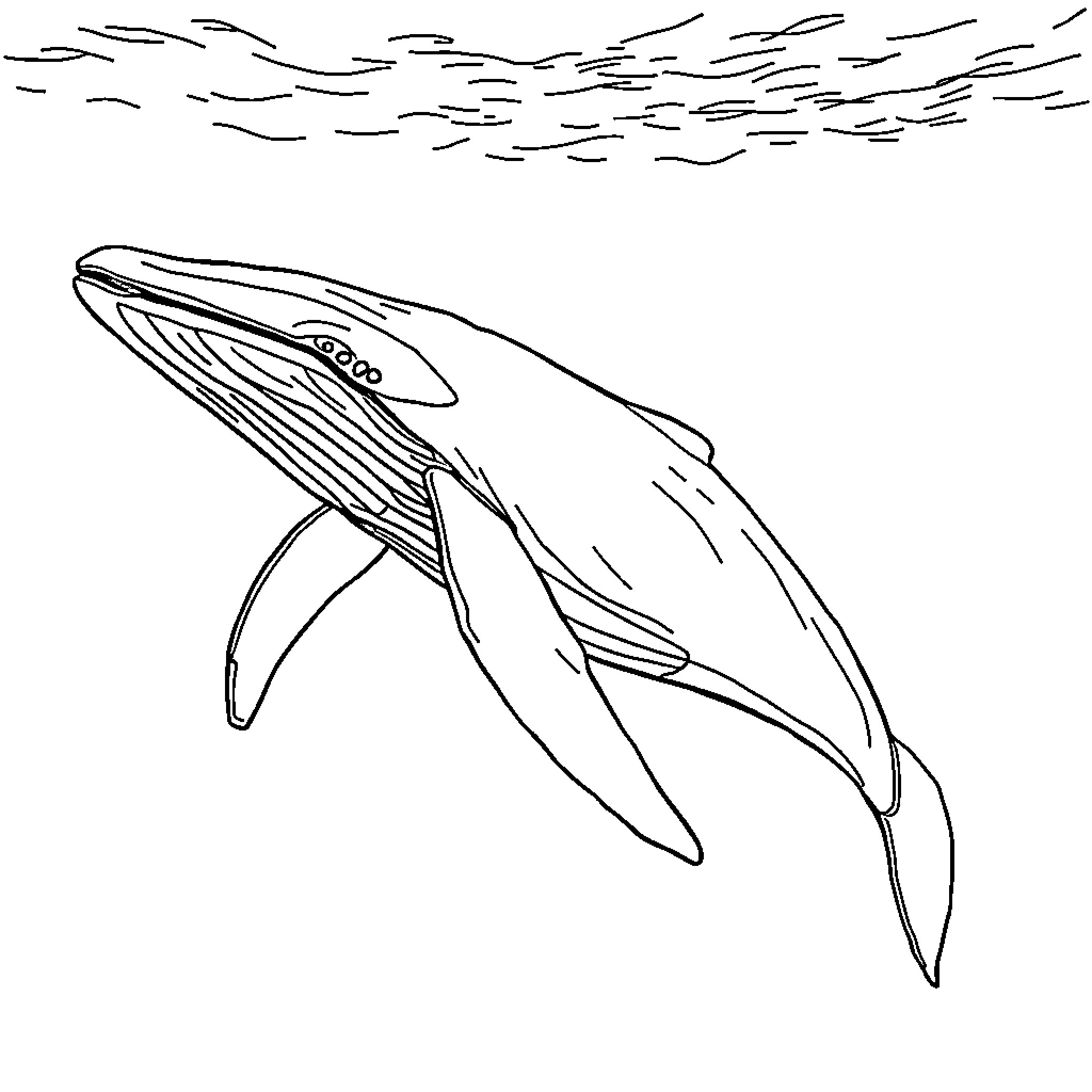 Humpback Whale Swimming through the Waves Coloring Page (free black-and-white line drawing printable PDF for all, from beginners to advanced learners, including children, teens, adults, and seniors)