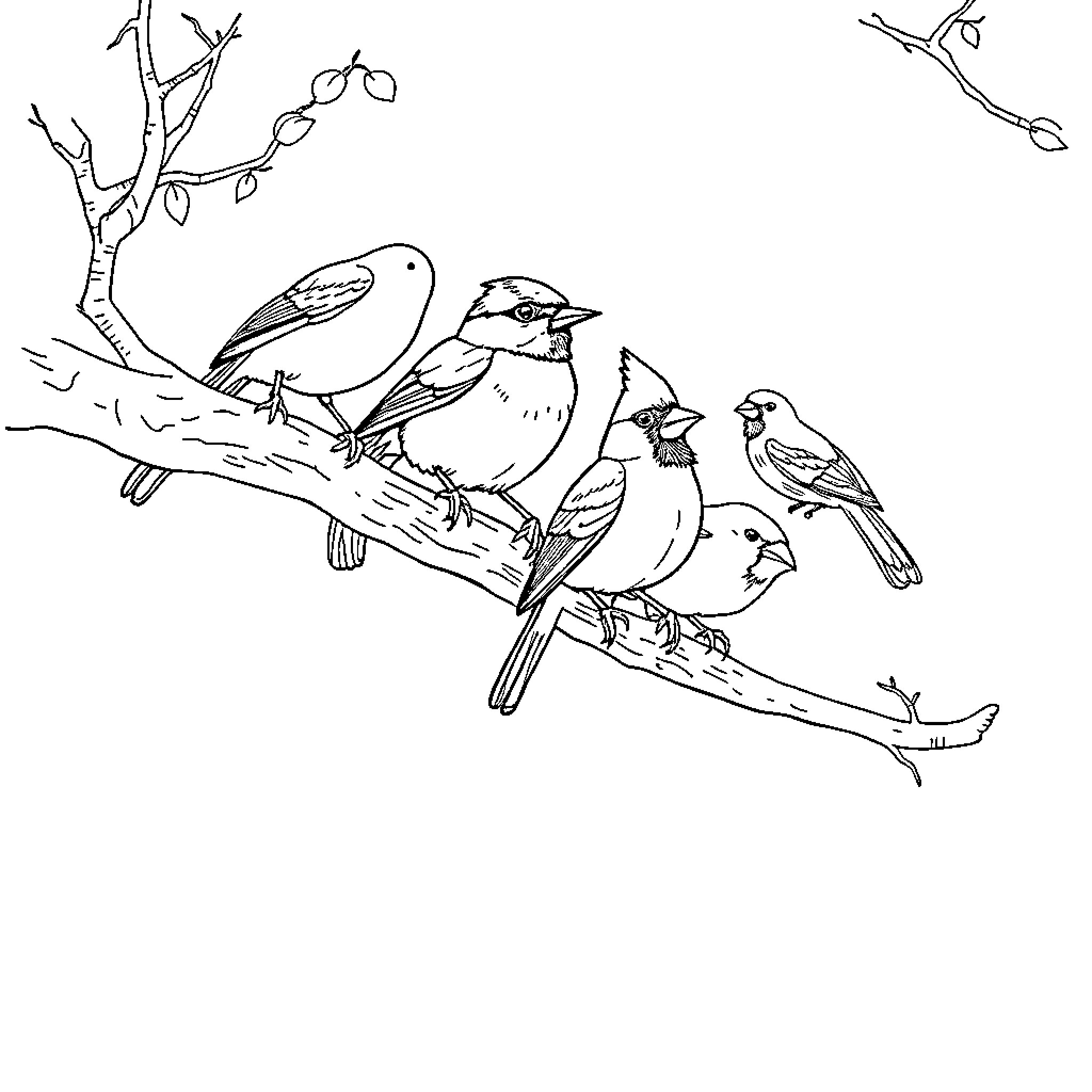 Bird family on snowy tree branch Coloring Page (free black-and-white line drawing printable PDF for all, from beginners to advanced learners, including children, teens, adults, and seniors)