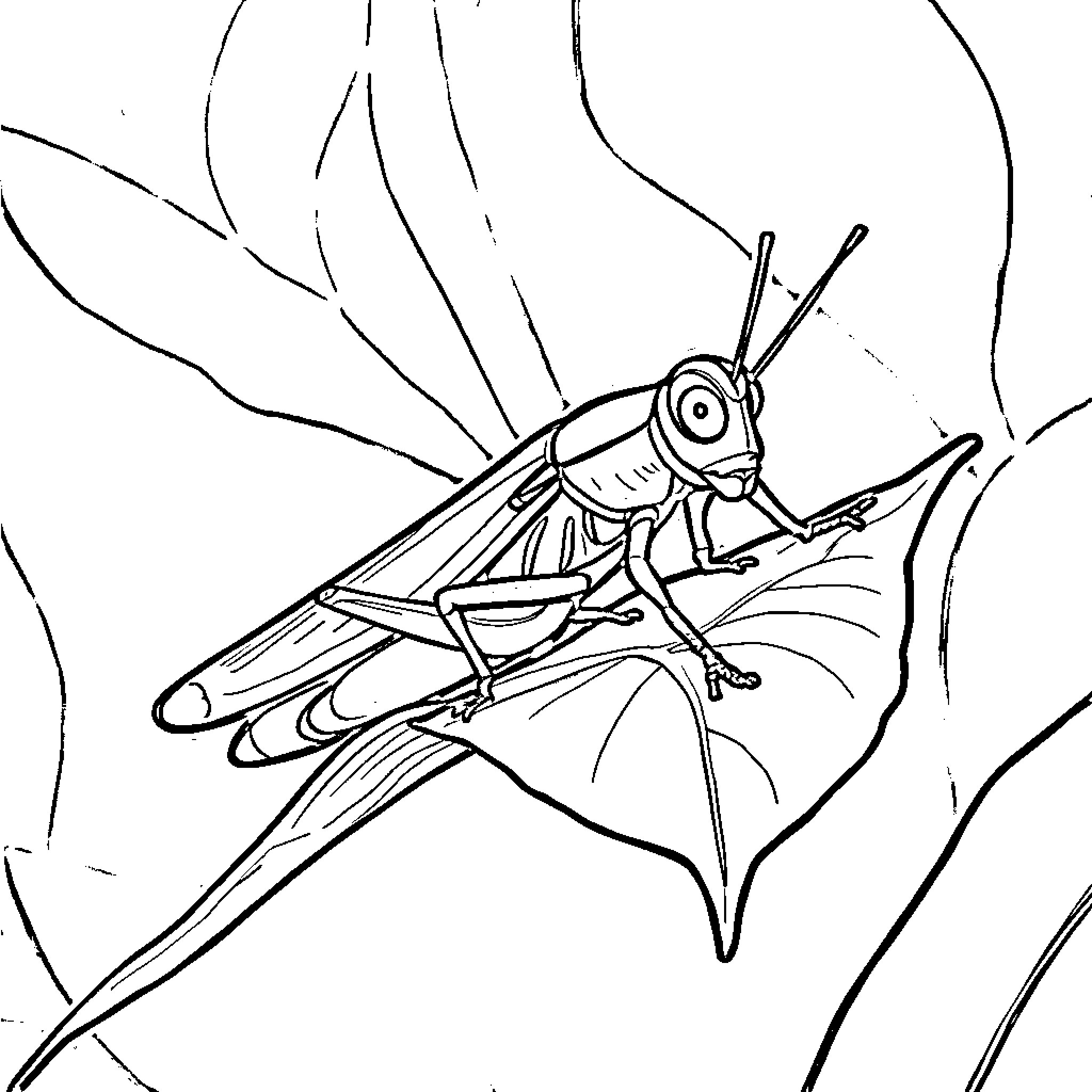 Grasshopper with wings on a leaf Coloring Page (free black-and-white line drawing printable PDF for all, from beginners to advanced learners, including children, teens, adults, and seniors)