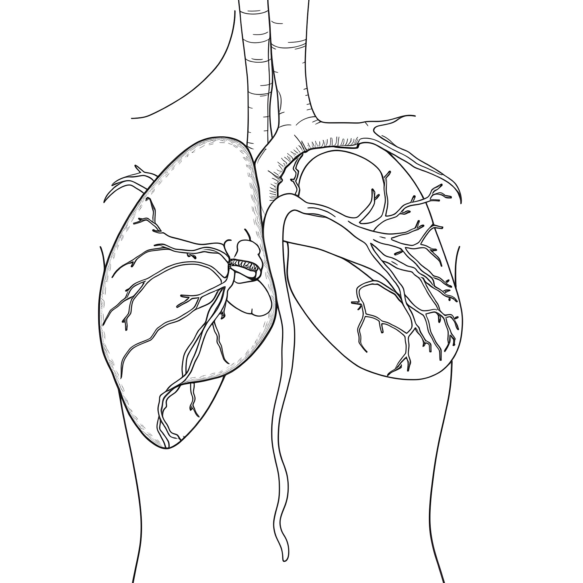 Breast anatomy sketch of human heart and lungs Coloring Page (free black-and-white line drawing printable PDF for all, from beginners to advanced learners, including children, teens, adults, and seniors)