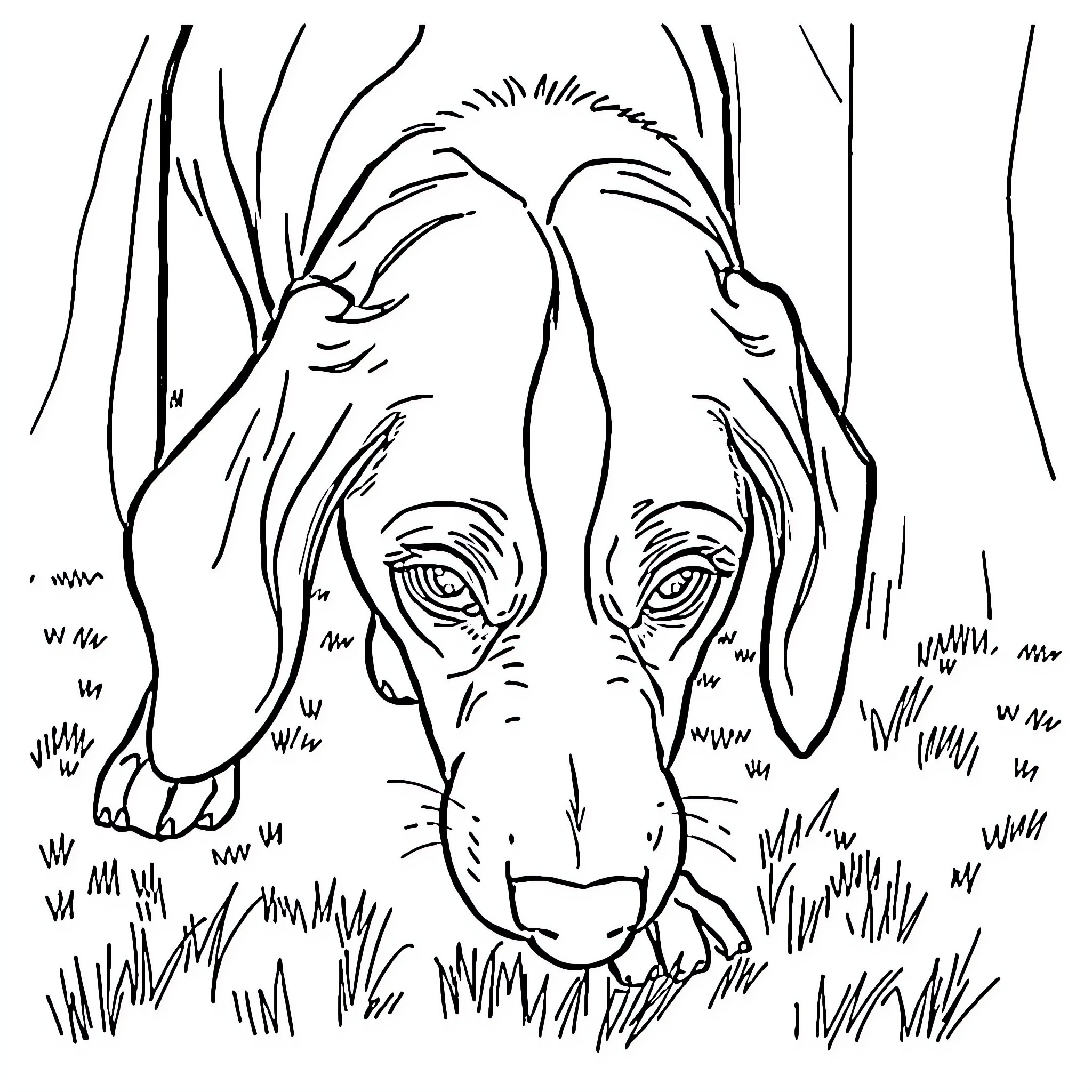 Beagle sniffing curiously in the tall grass Coloring Page (free black-and-white line drawing printable PDF for all, from beginners to advanced learners, including children, teens, adults, and seniors)