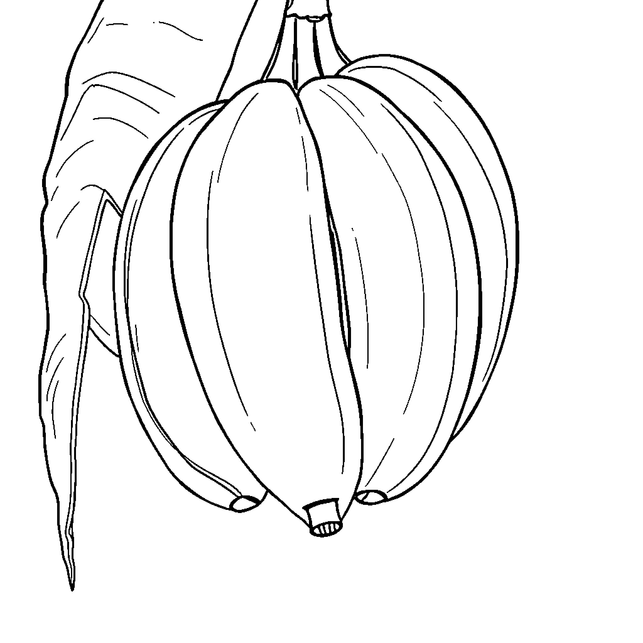 Banana cluster with leaves Coloring Page (free black-and-white line drawing printable PDF for all, from beginners to advanced learners, including children, teens, adults, and seniors)