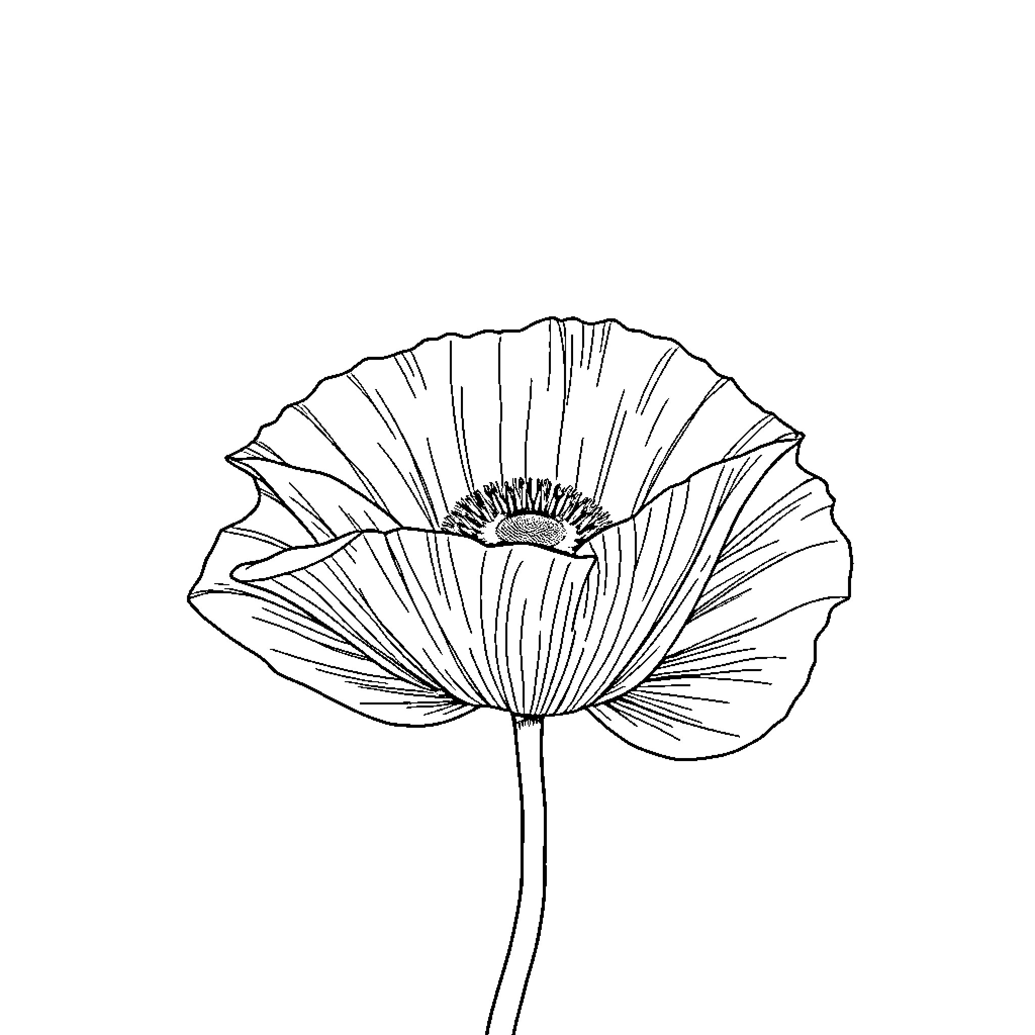 Poppy flower in black and white Coloring Page (free black-and-white line drawing printable PDF for all, from beginners to advanced learners, including children, teens, adults, and seniors)
