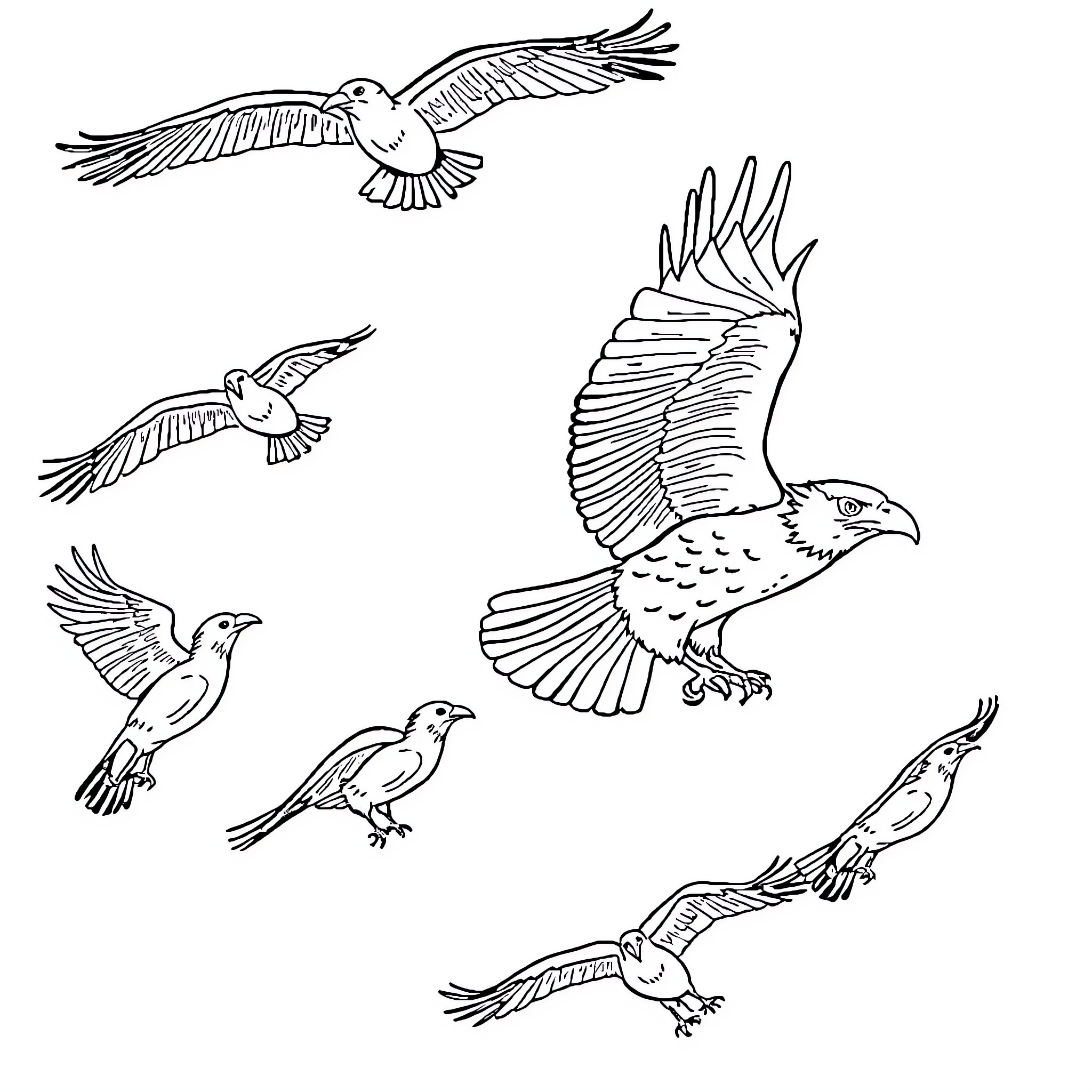 Crows soaring freely in the sky Coloring Page (free black-and-white line drawing printable PDF for all, from beginners to advanced learners, including children, teens, adults, and seniors)