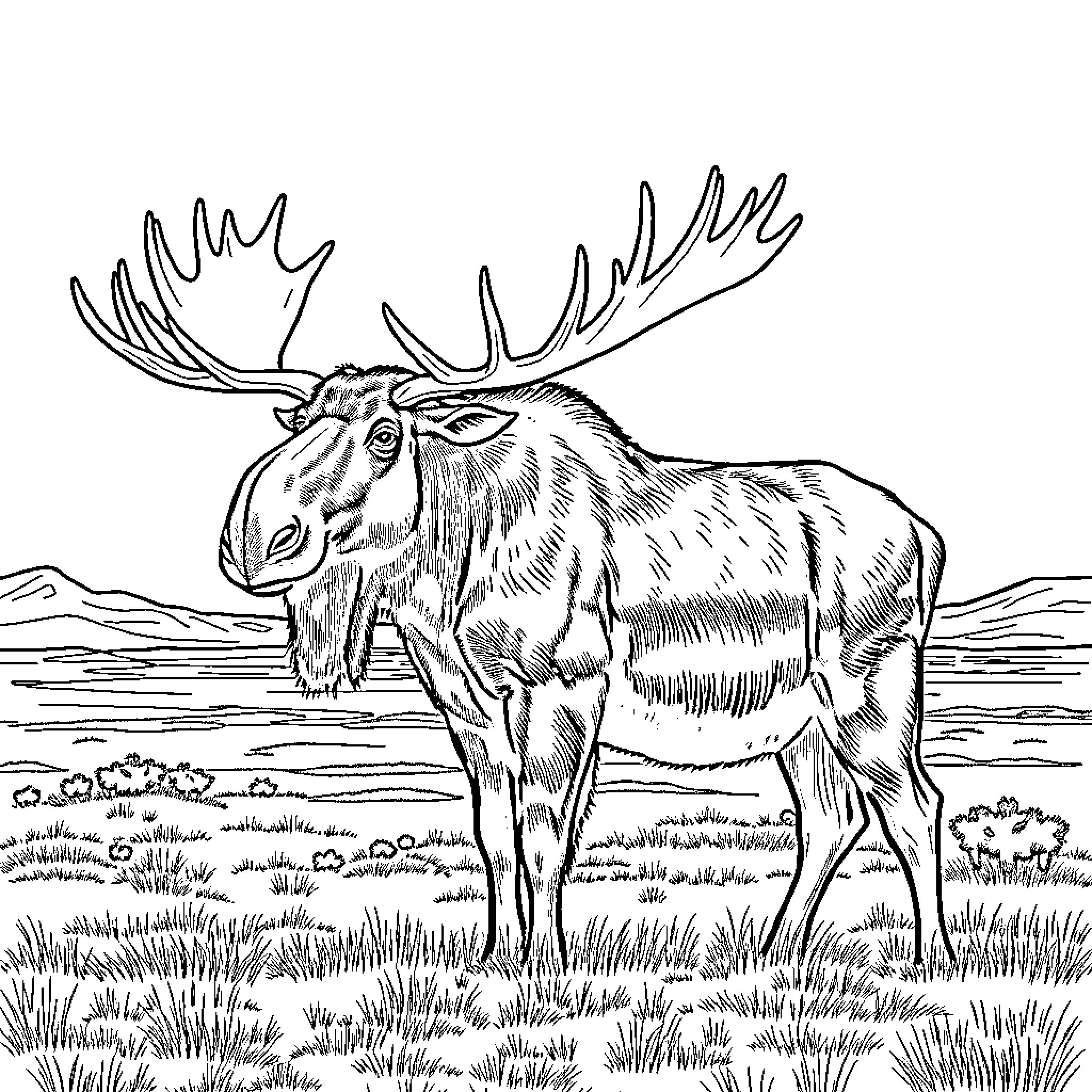 Moose standing tall in the wilderness Coloring Page (free black-and-white line drawing printable PDF for all, from beginners to advanced learners, including children, teens, adults, and seniors)